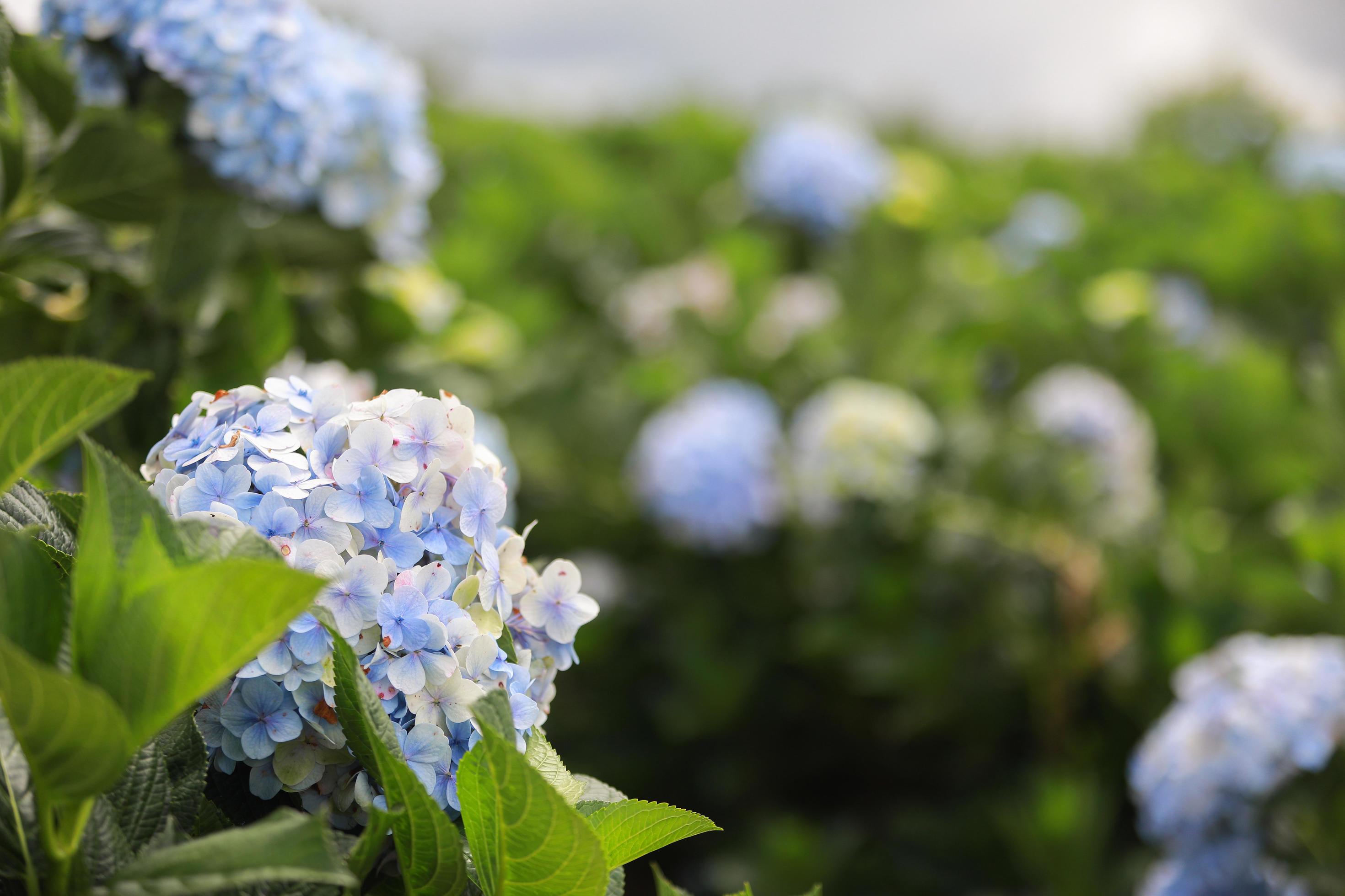 The white-blue flower calles hydrangea in a garden. Hydrangea Flower and Morning light Is a beautiful flower. Stock Free