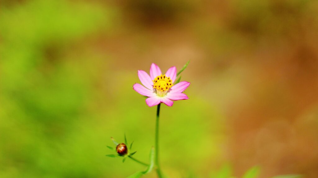 Pink zinnia peruviana flower with yellow red threads and perfect petals stock photo Stock Free