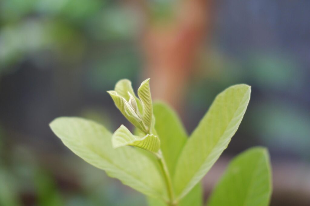 Green leaves in the garden. Natural background. Shallow depth of field. Stock Free