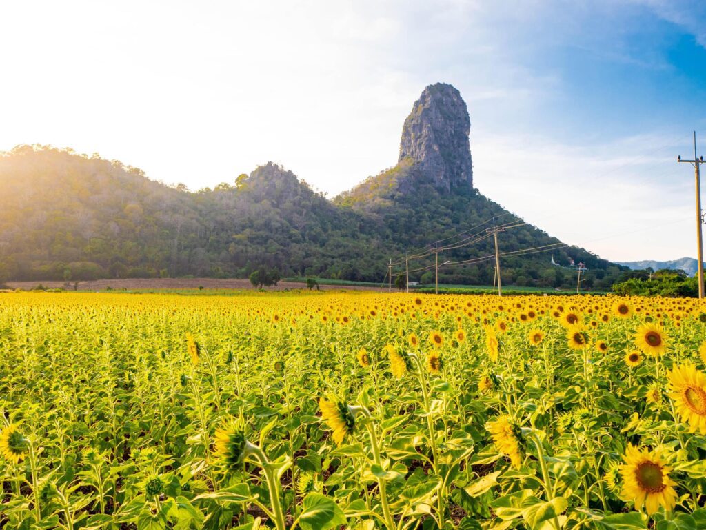 At sunset, a summer sunflower meadow in Lopburi, Thailand, with a mountain background. Stock Free