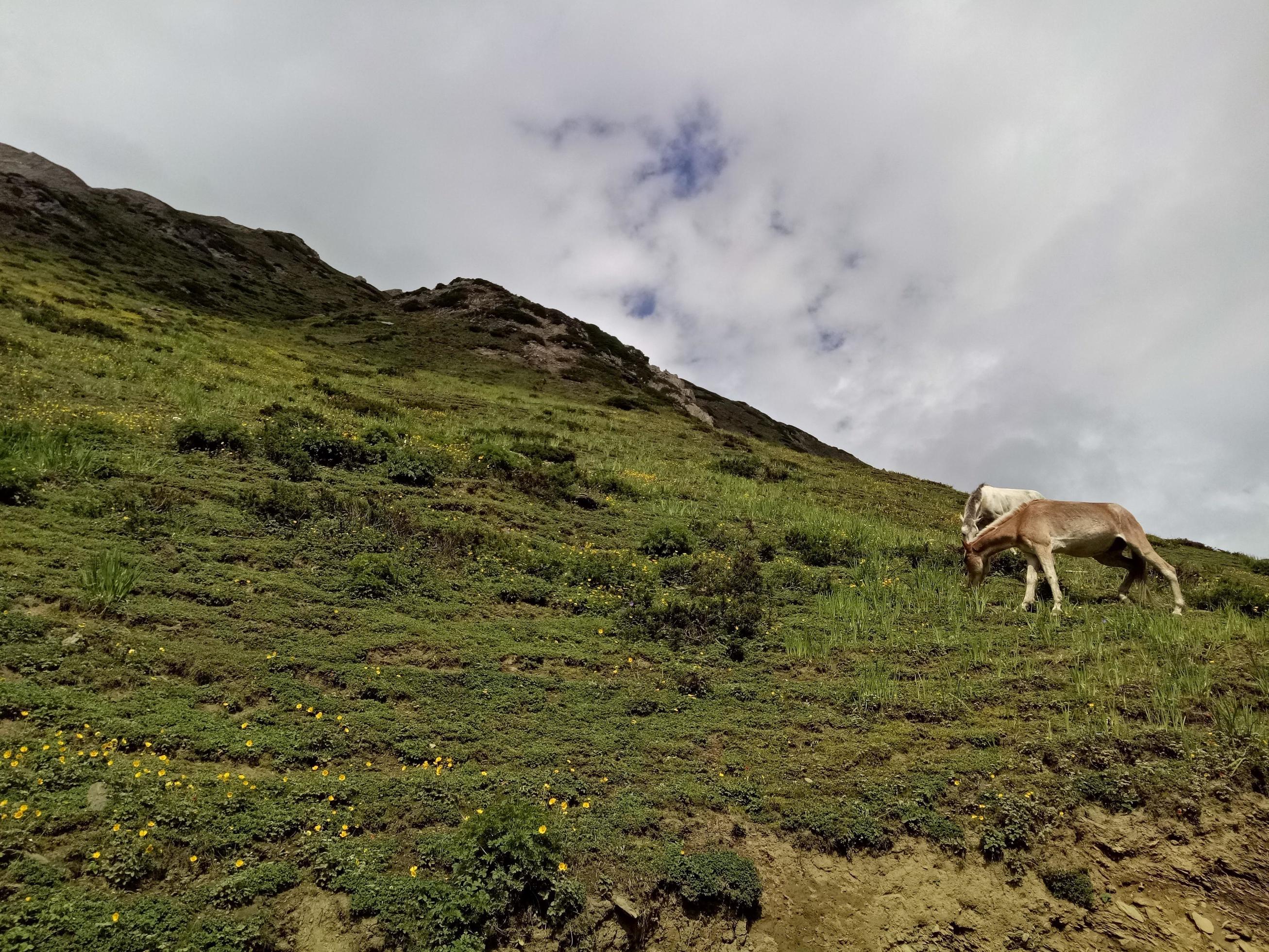 nature scene having animals with beautiful sky Stock Free