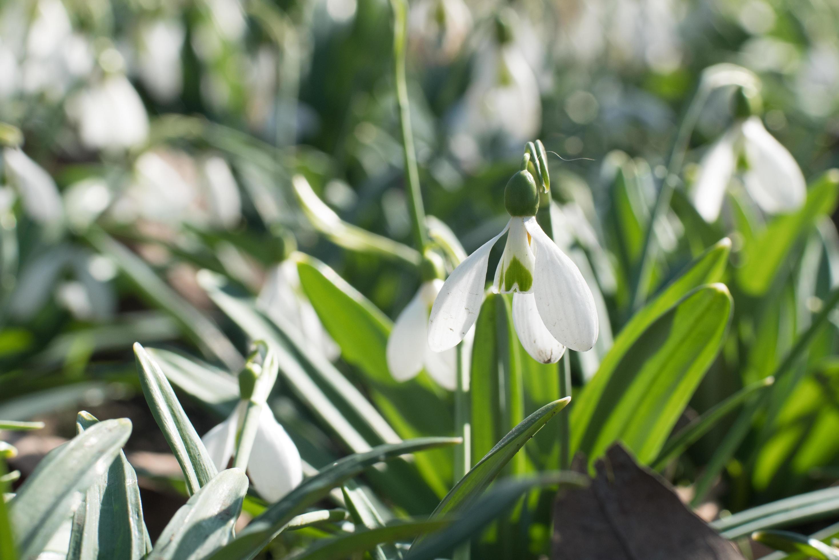 close up of snowdrop flowers in spring time Stock Free