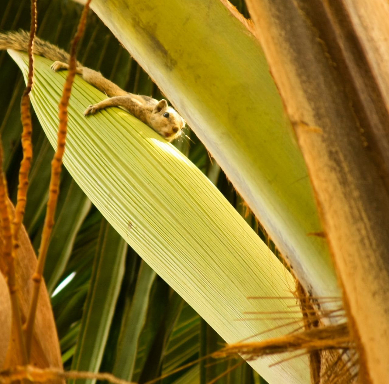 Squirrel On Leaf Big Stock Free