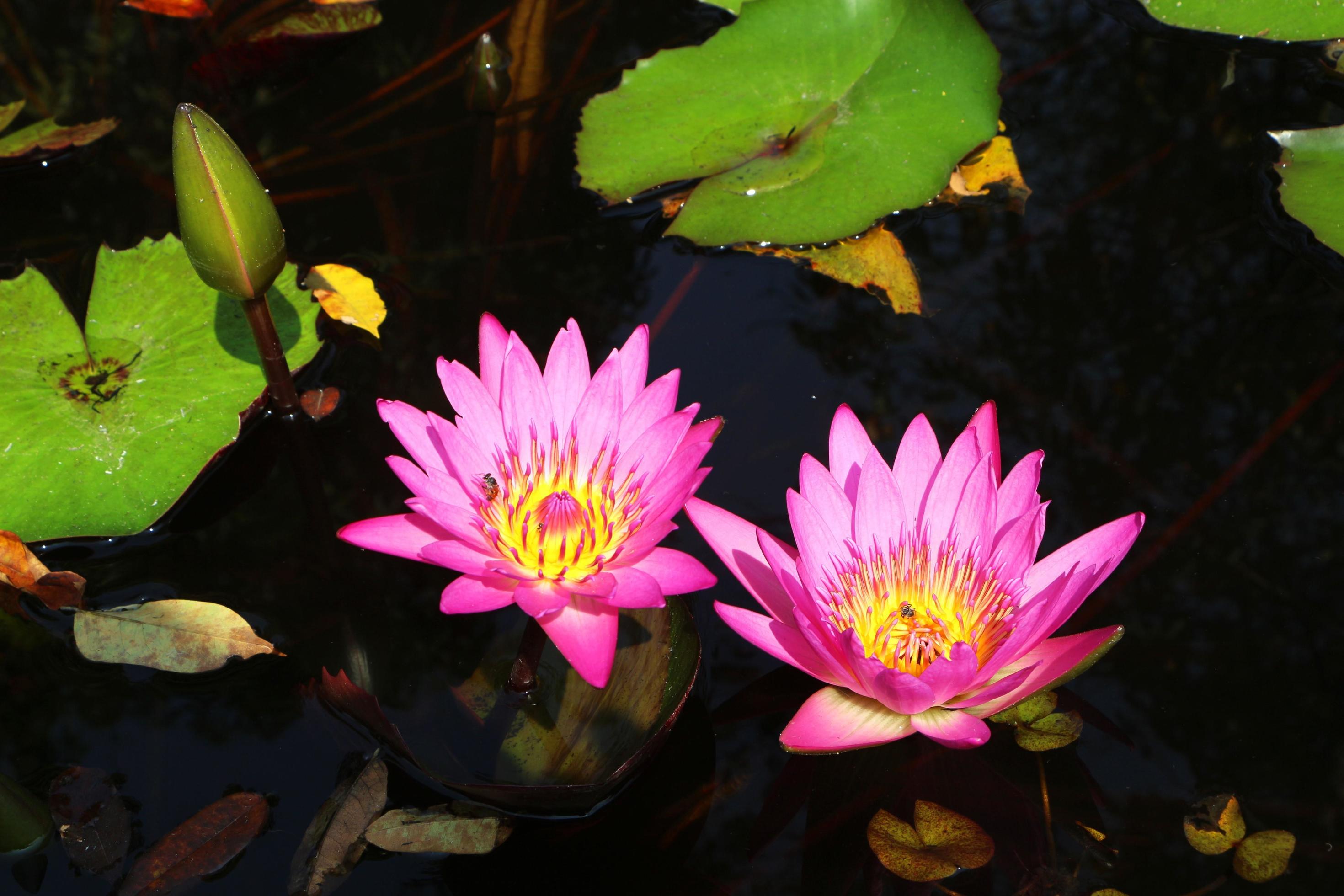 The purple lotus flower has a yellow color at the base of the stamens and bees inside. Stock Free