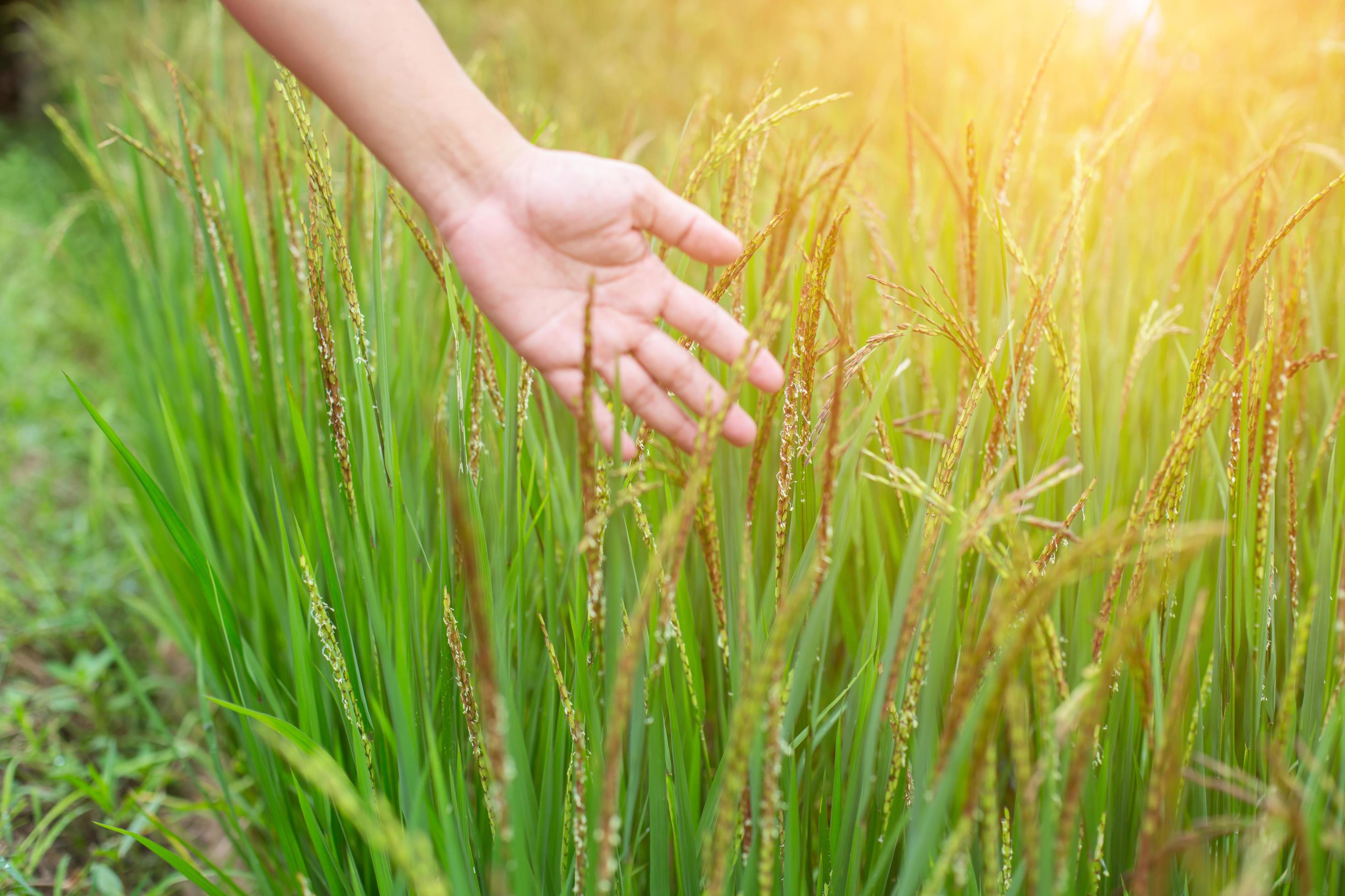 Hand of Young Woman Enjoying Nature with sunrise. Stock Free