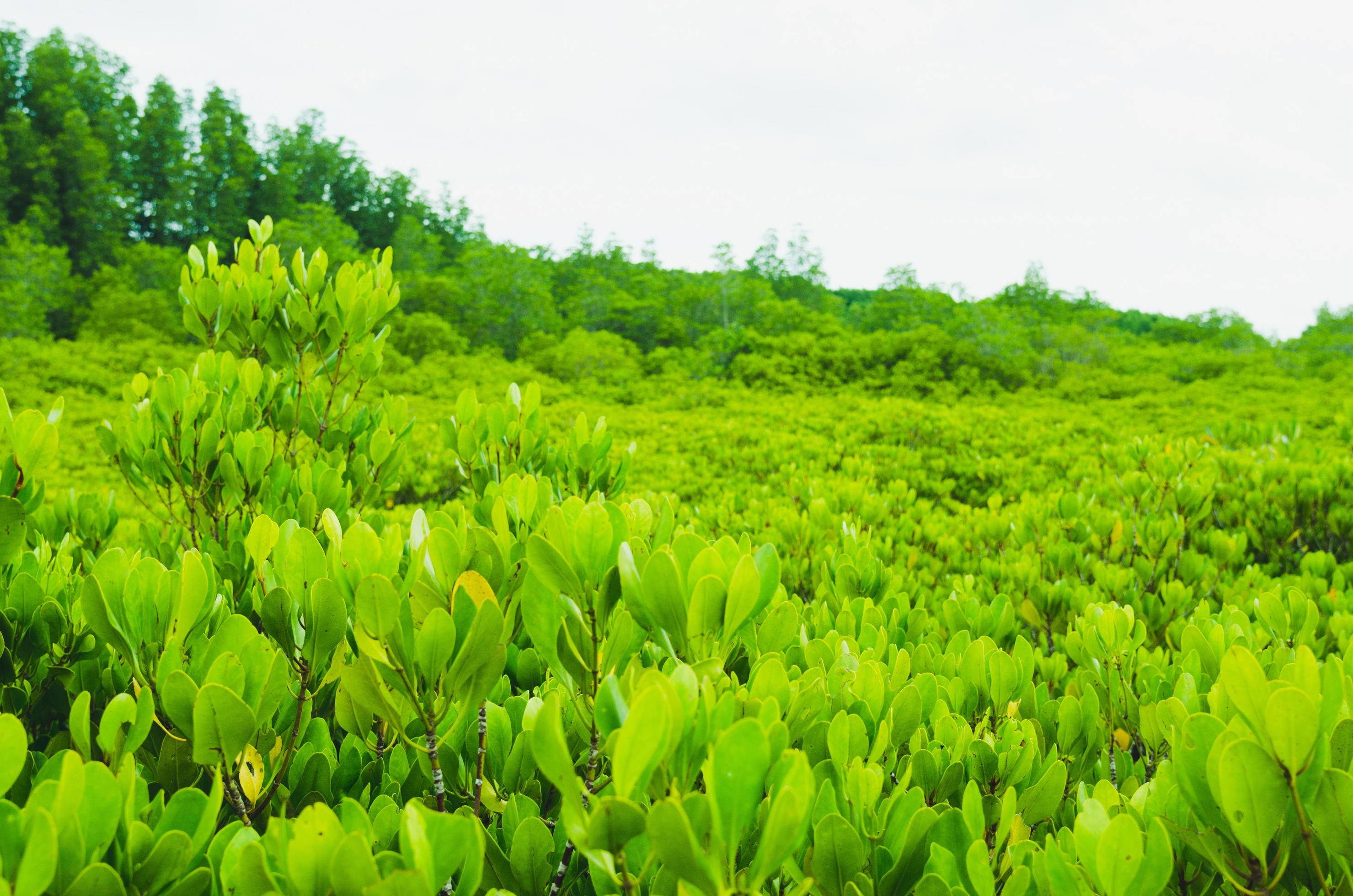 The mangrove field. Natural background of tree, Tung Prong Thong Golden Mangrove Field at Rayong province, Thailand Stock Free