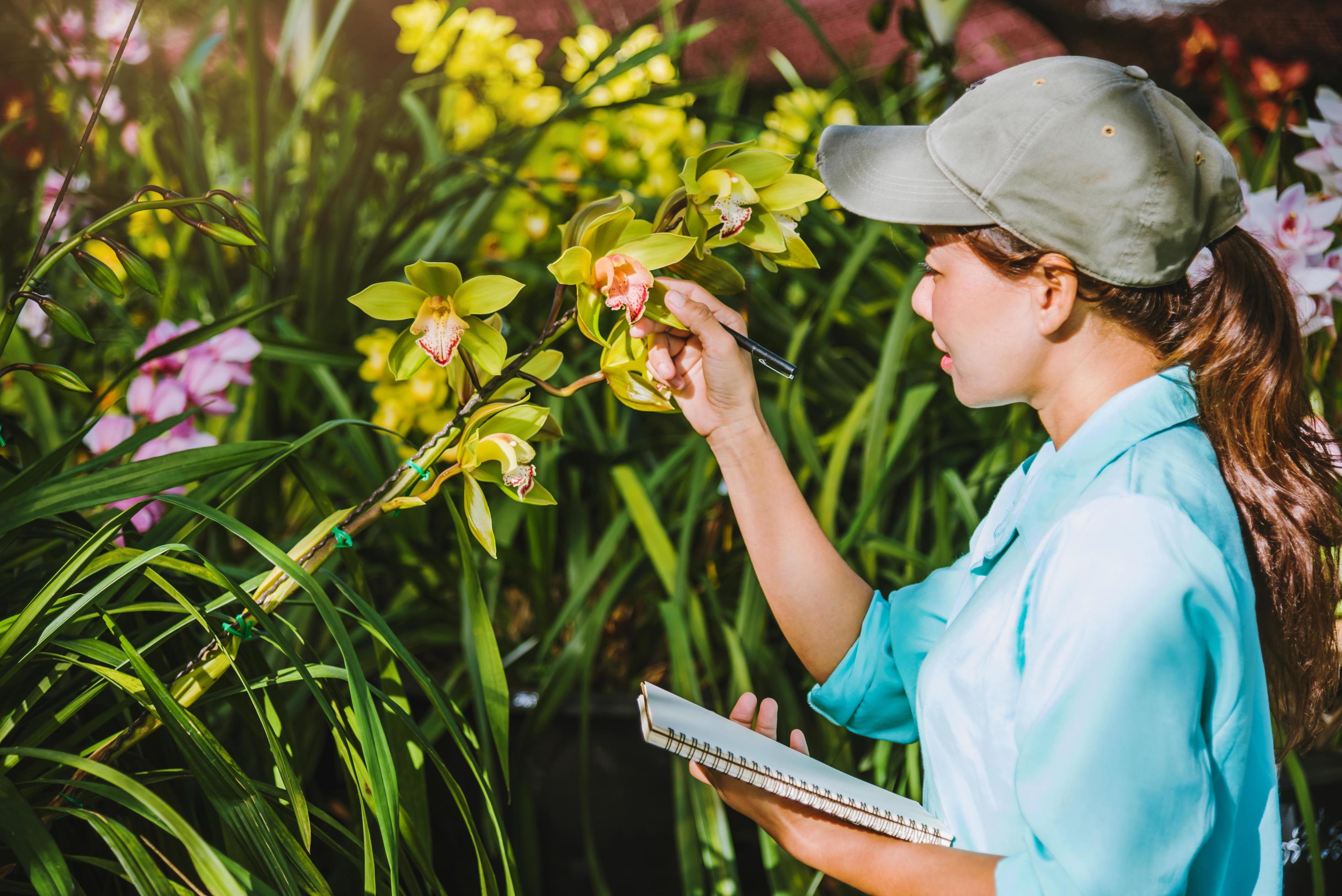 The girl notes the changes orchid growth in the garden. Beautiful Orchid background in nature Stock Free