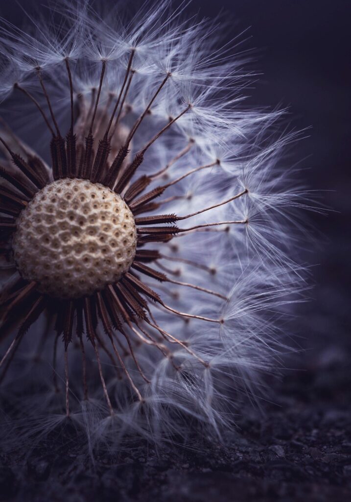 Macro close up of a dandelion flower in the spring season Stock Free