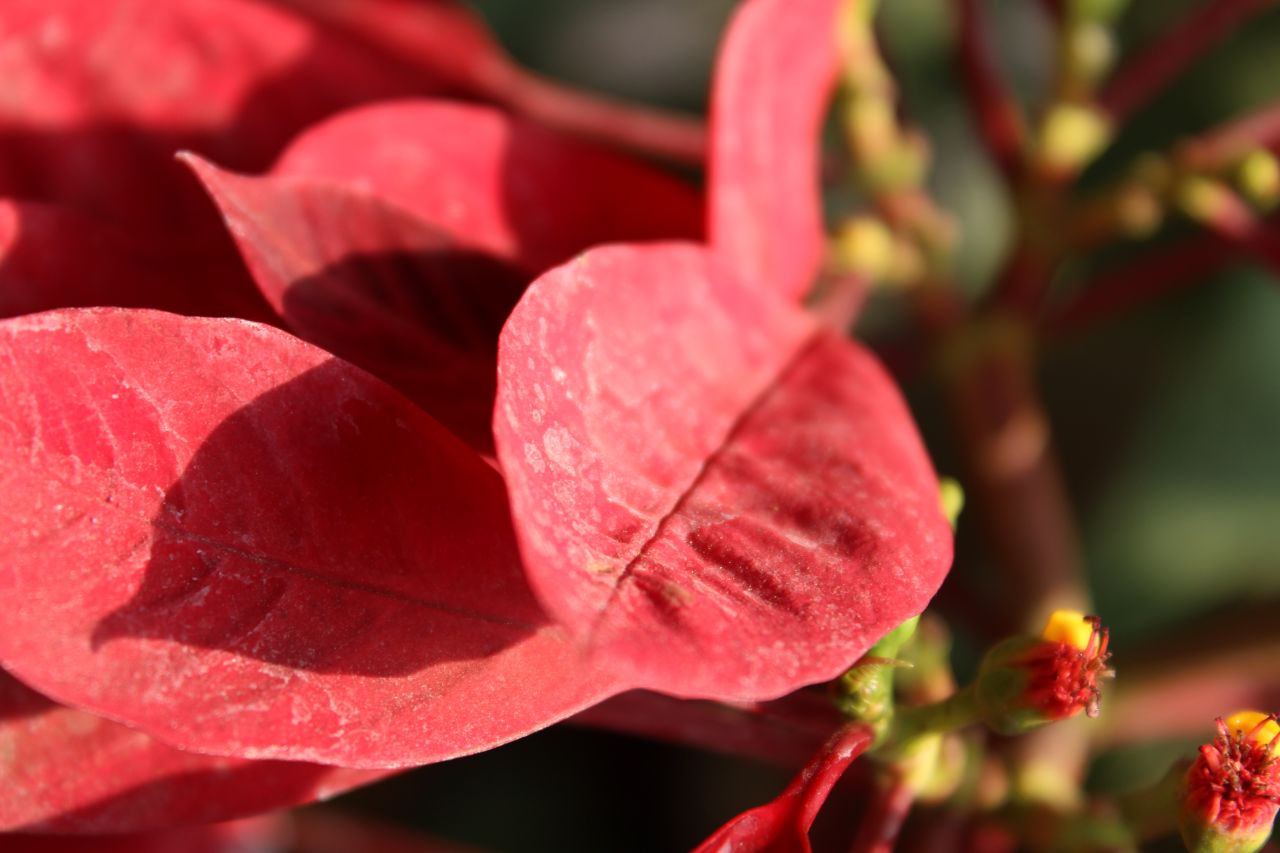 Red Leaves Plant Stock Free