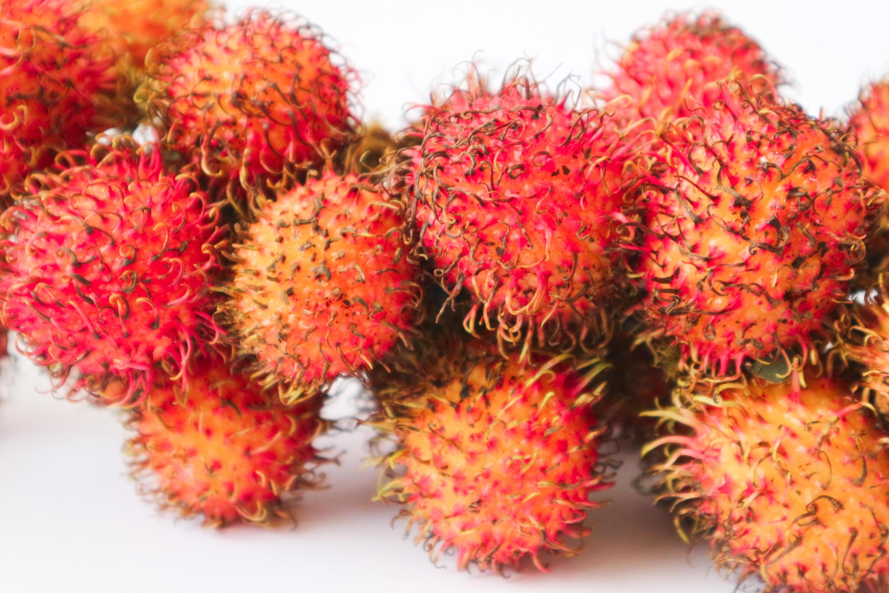 Rambutan taxonomic name, Nephelium lappaceum is a medium sized tropical tree in the Sapindaceae family Stock Free