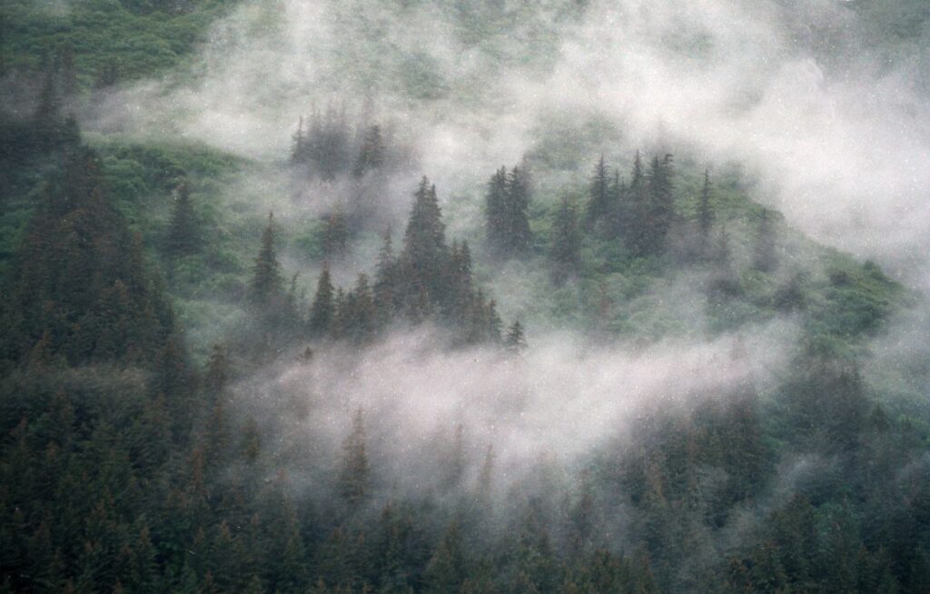 Landscape with trees and fog Stock Free