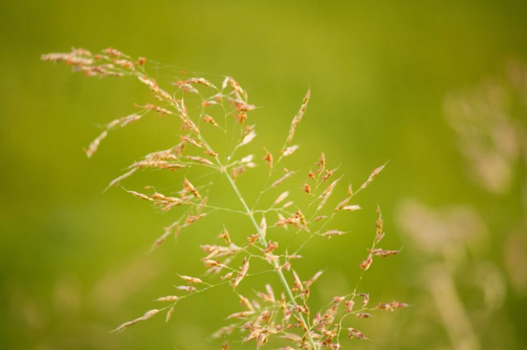 Fields Greenery Stock Free