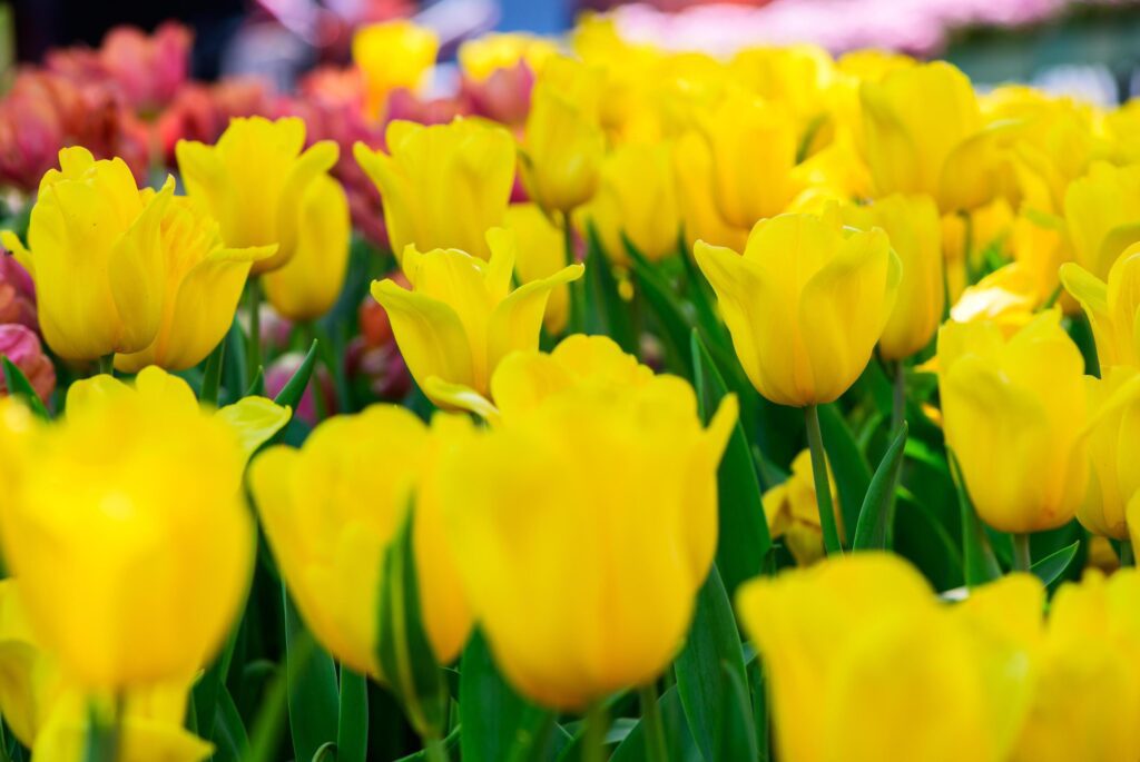 Beautiful Yellow Tulip flower blooming in garden, flower background Stock Free