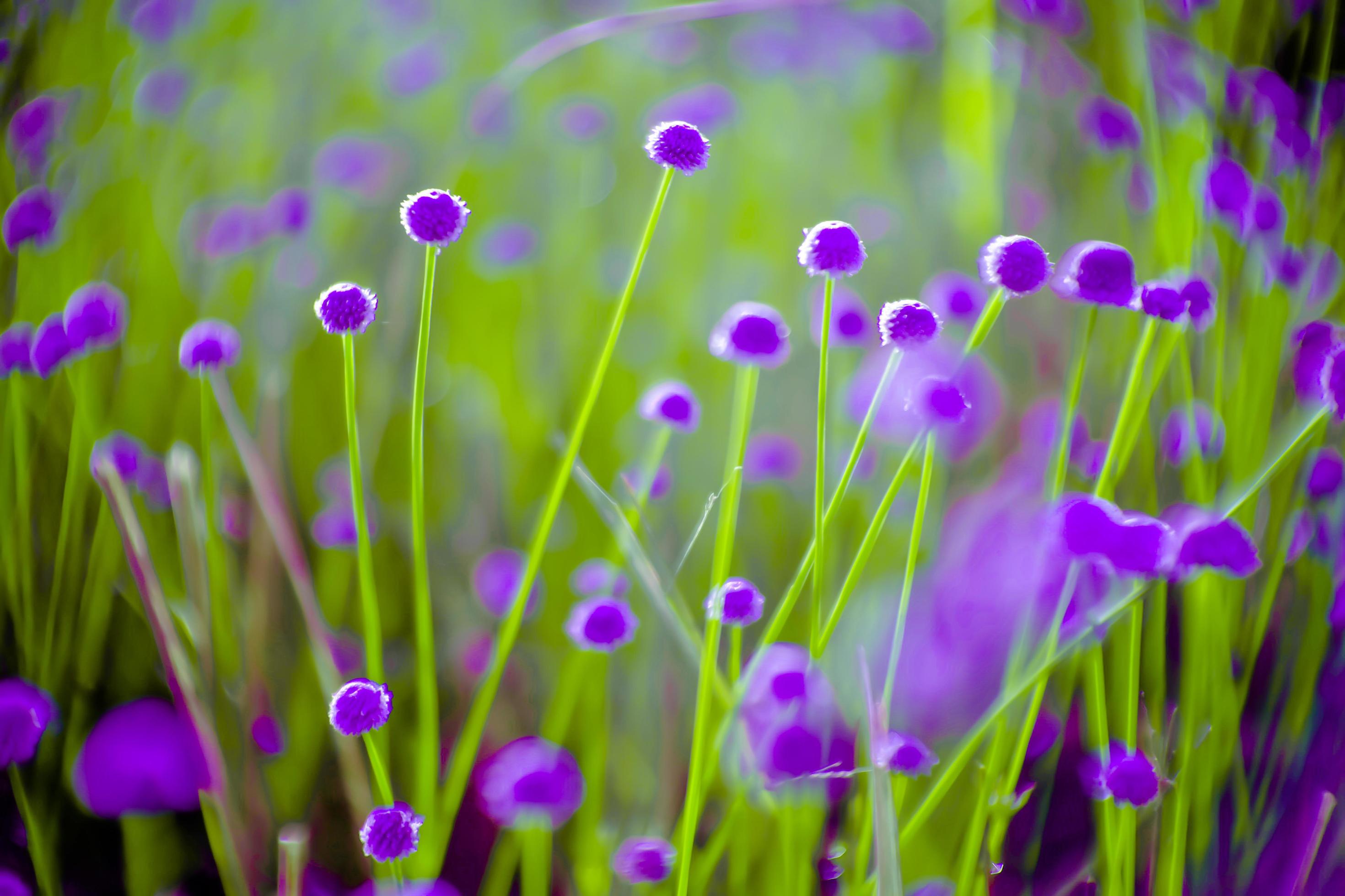 blurred,Purple flower blossom on field. Beautiful growing and flowers on meadow blooming in nature Stock Free