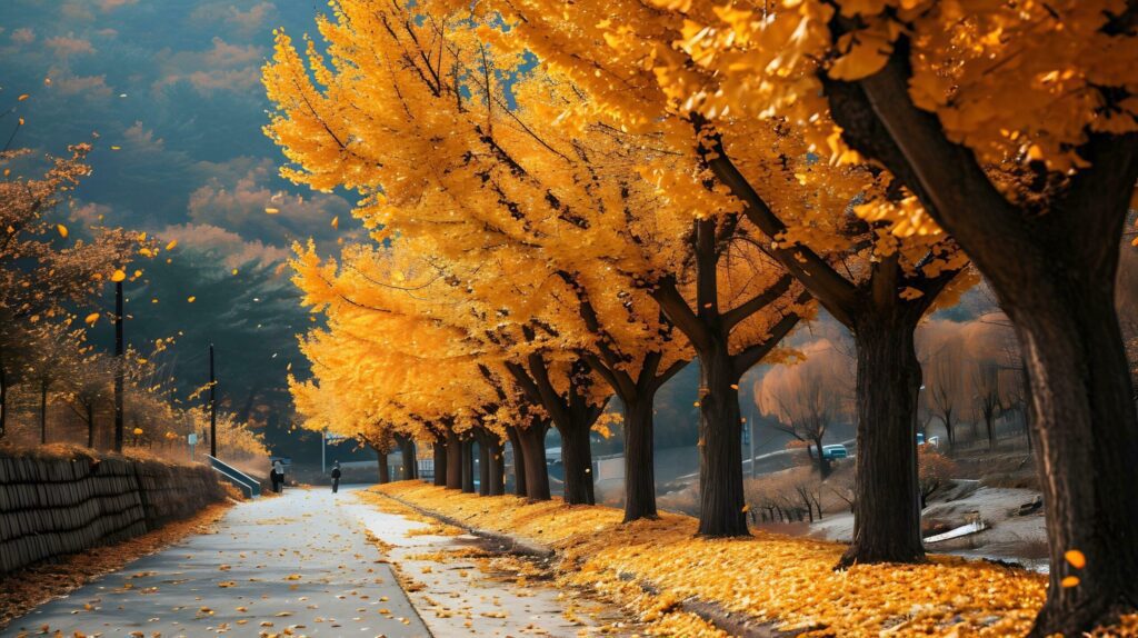 Sunset Boulevard, A Canopy of Golden Leaves Free Photo