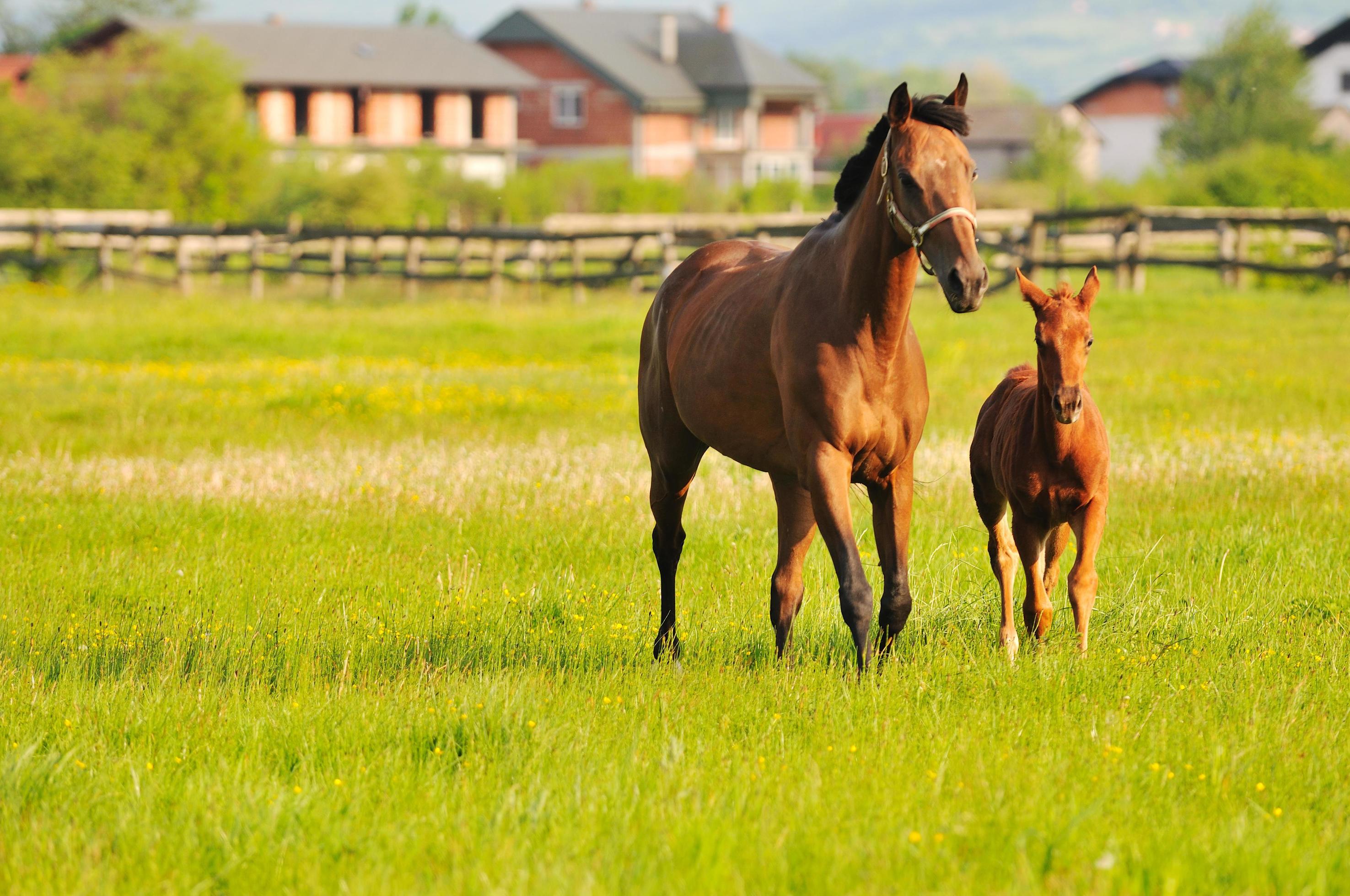 Horse nature view Stock Free