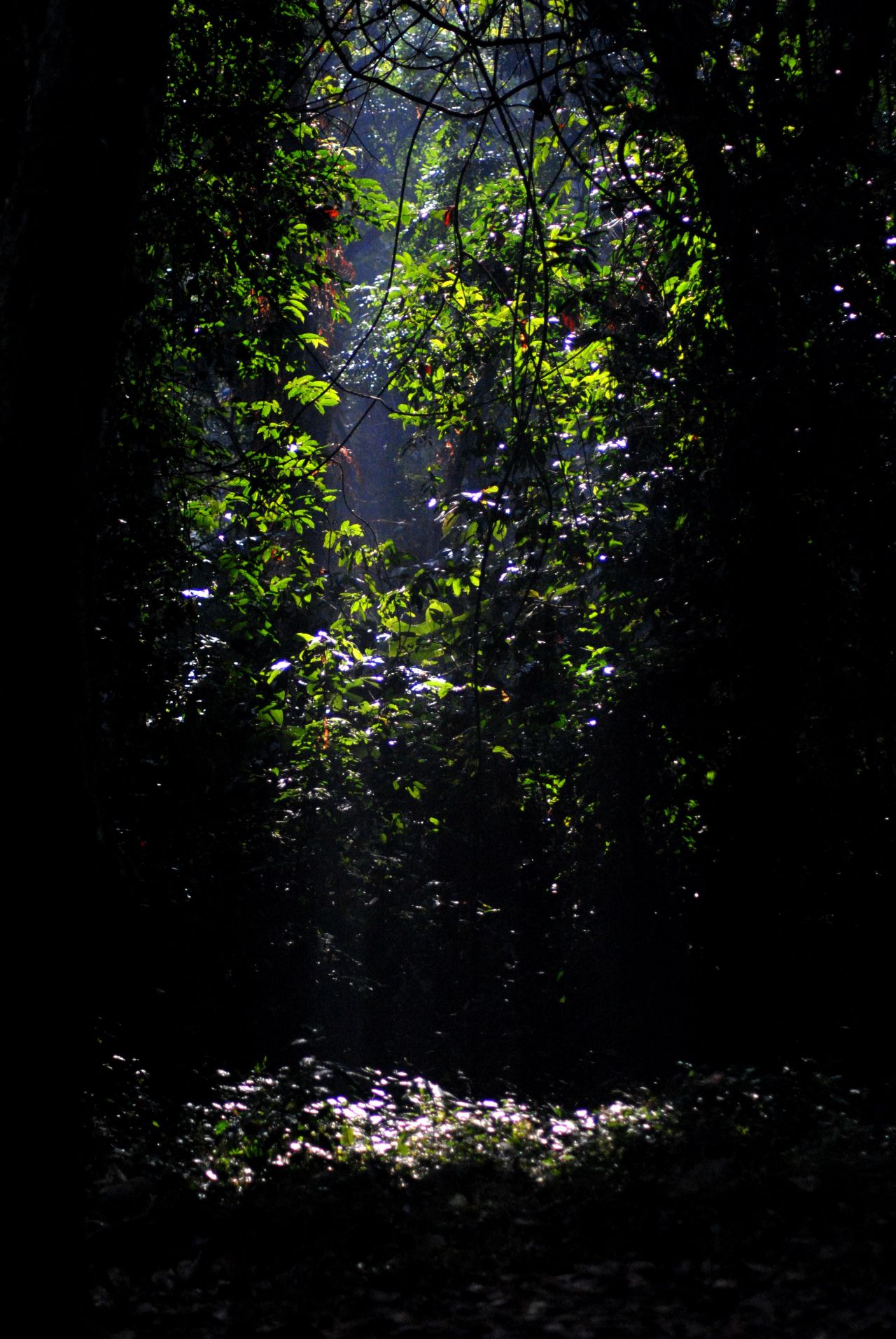 Gorumara Forest Jungle Trees Leaves Stock Free