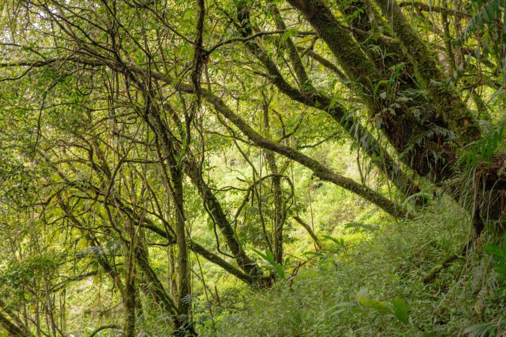 The way going to deep forest when spring time. The photo is suitable to use for adventure content media, nature poster and forest background. Stock Free