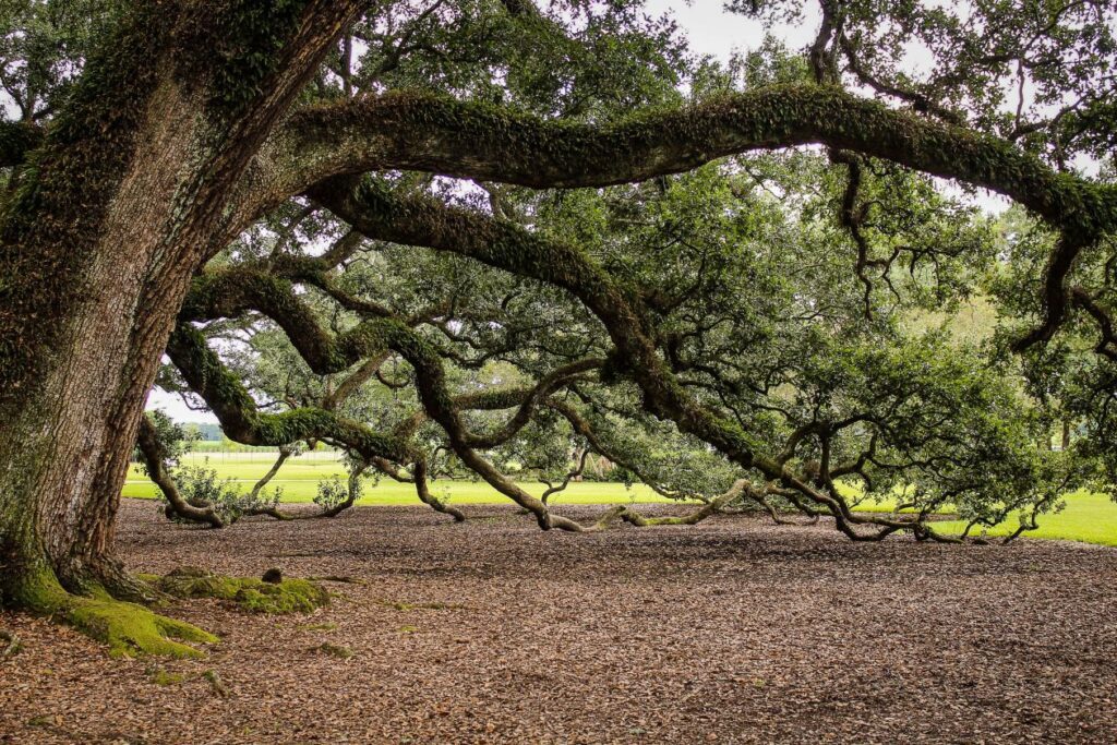 Branches Stock Free