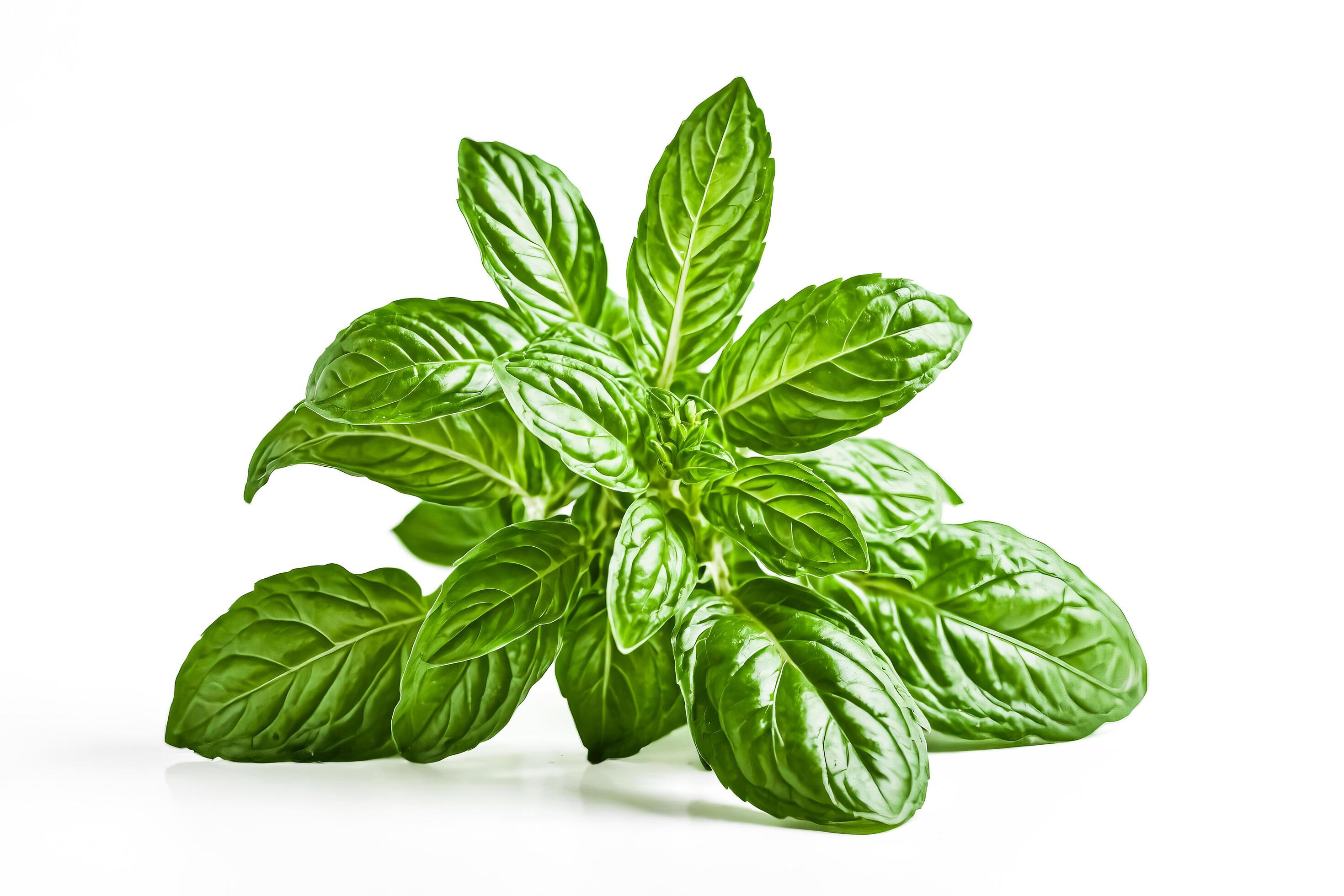 Fresh Green Basil Sprig Isolated on White Background Stock Free