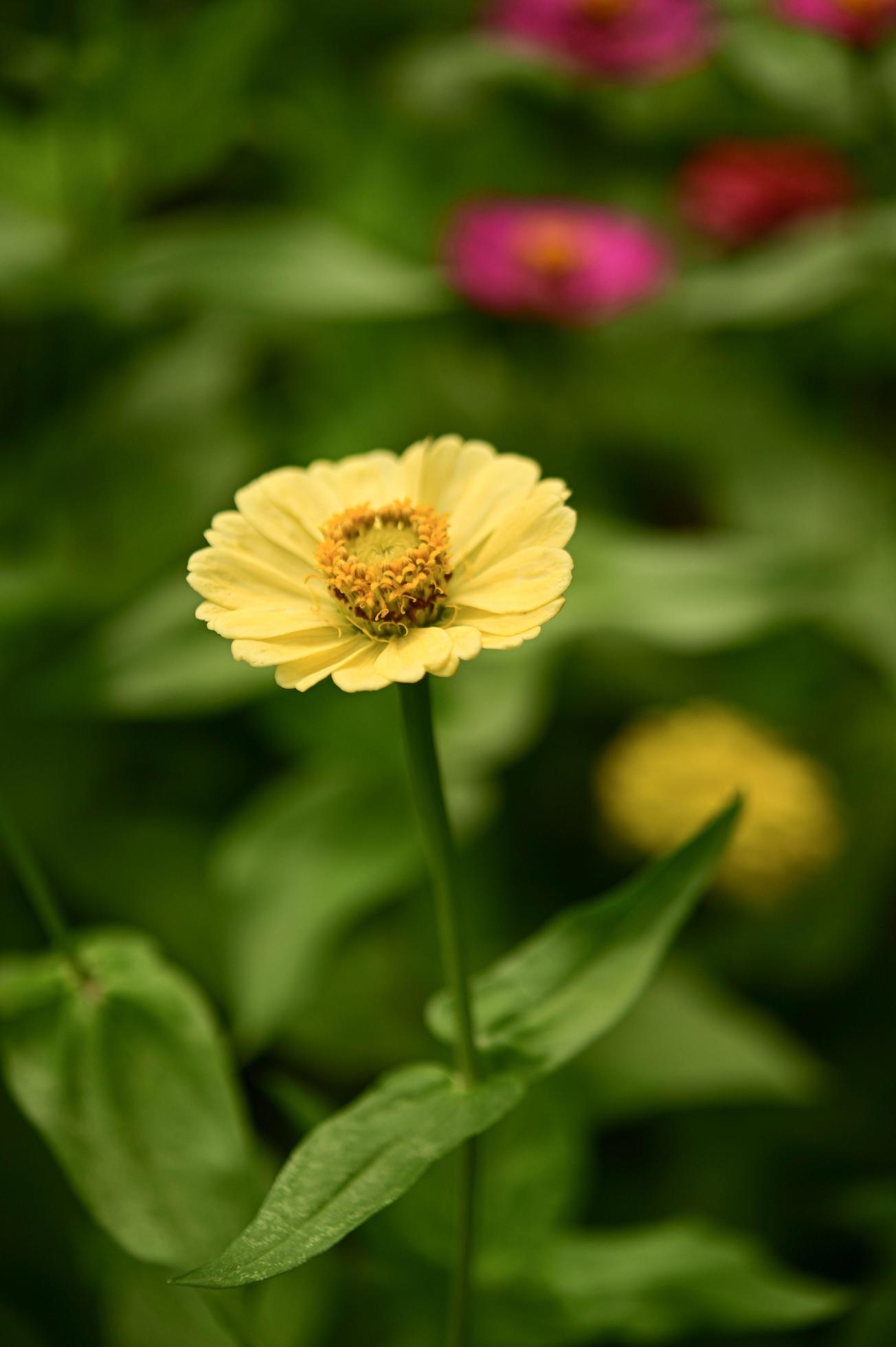 Zinnia flowers,colorful flowers, tropical flowers, Thai flowers, close up shot. Stock Free