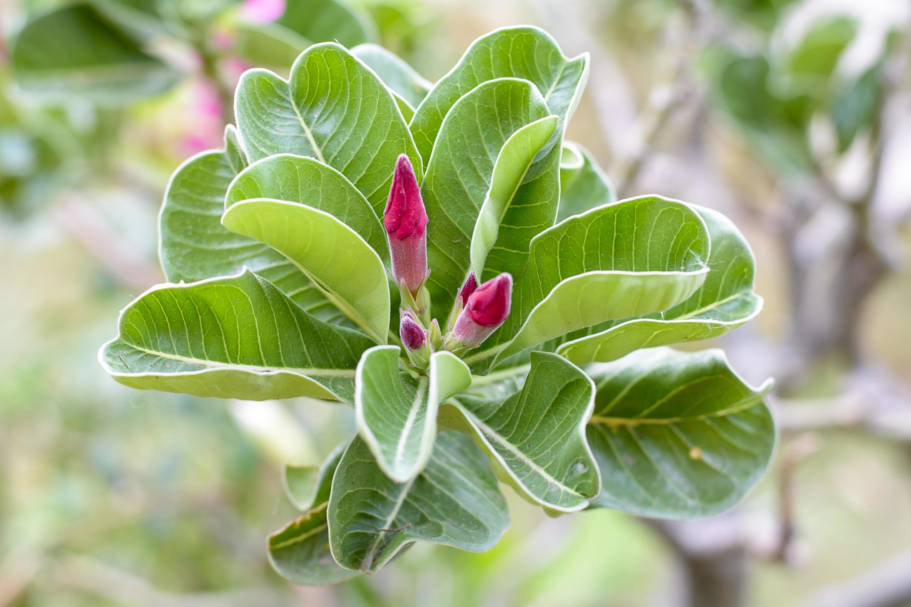 Desert Rose is a bright-colored flowers. Desert Roses are Thai Flower. Stock Free