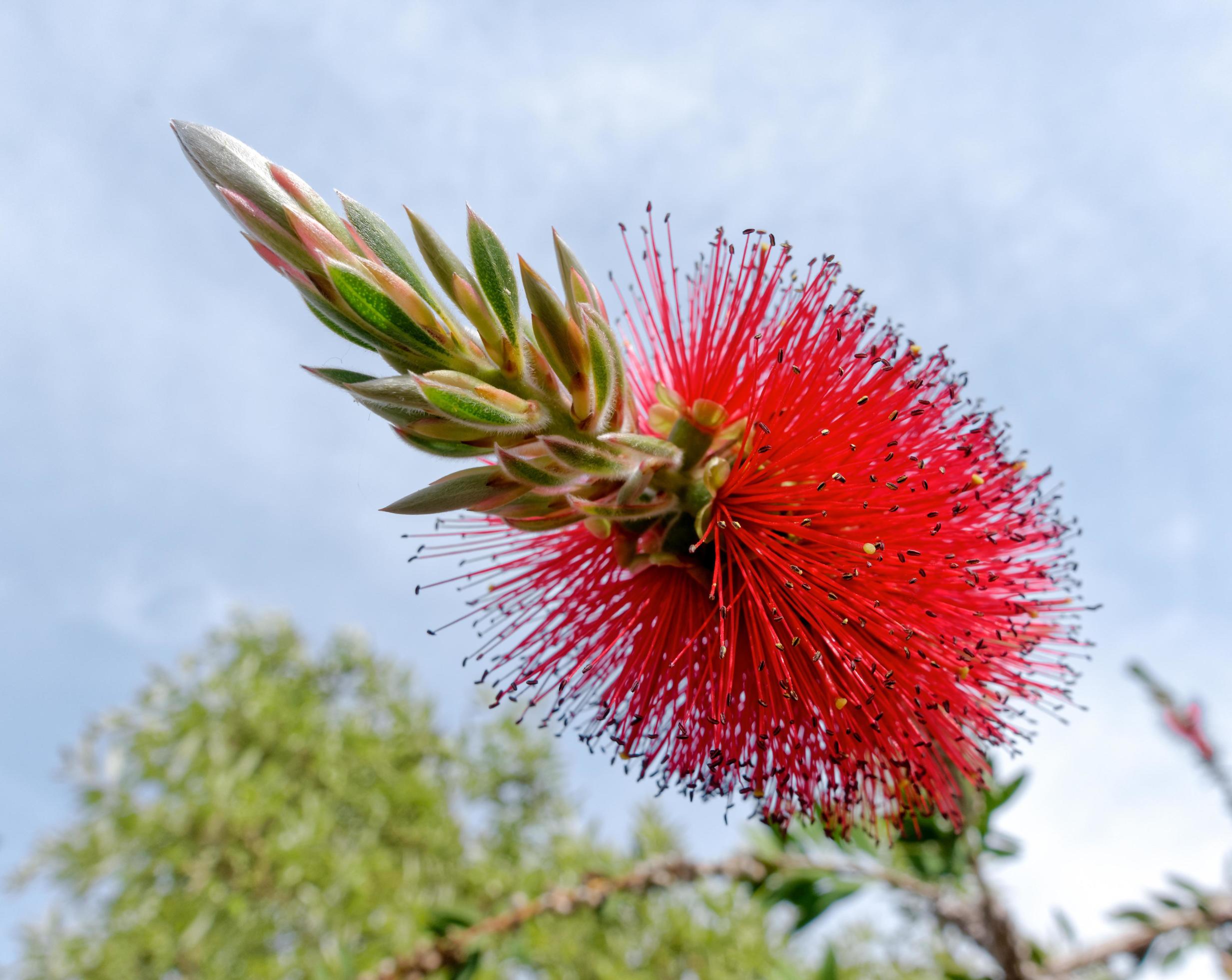 Bottlebrush Tree Flowering in Sardinia Stock Free