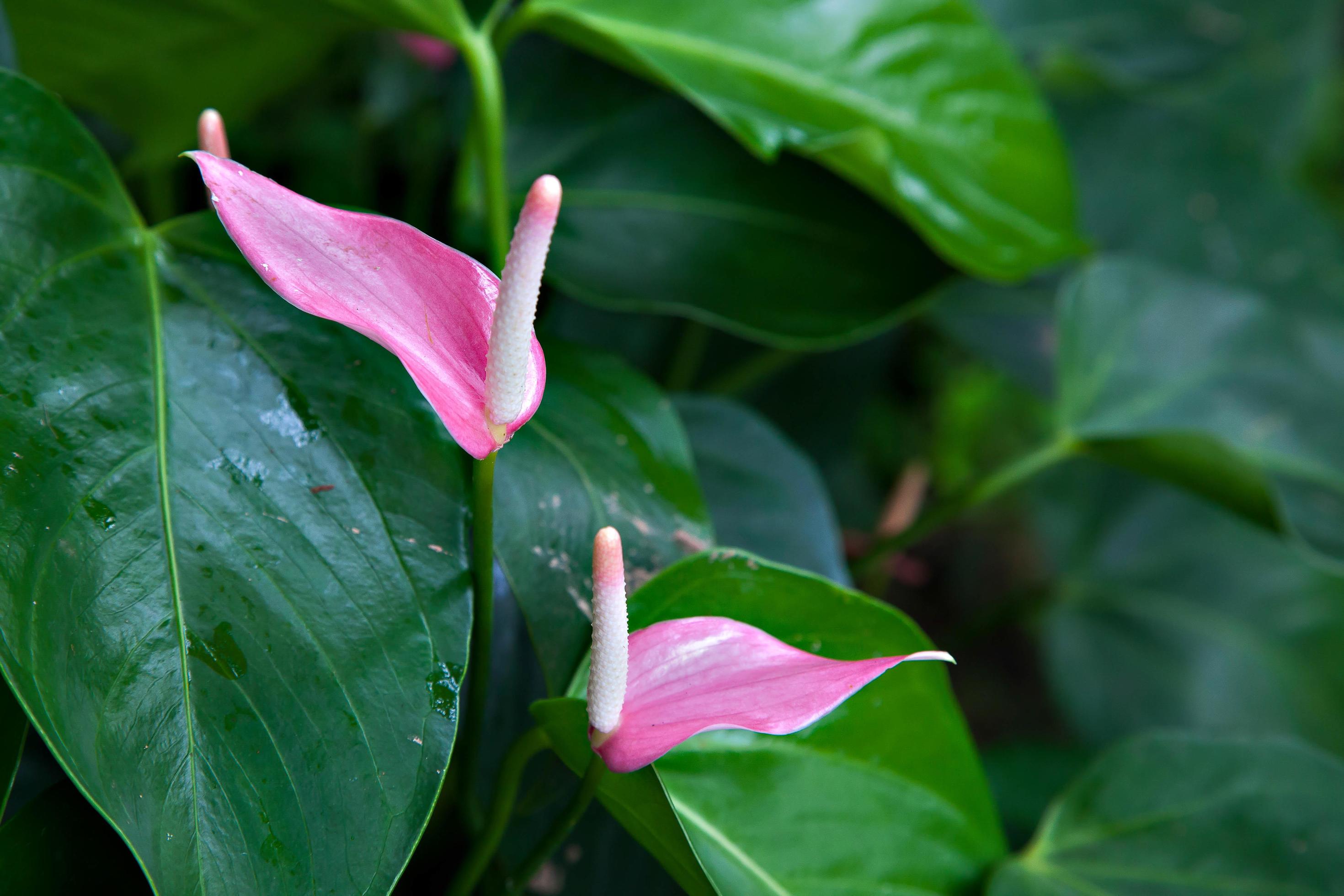 Anthurium sp flowering Stock Free