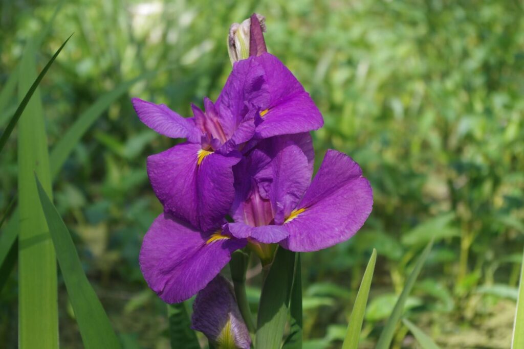 Louisiana Iris Stock Free