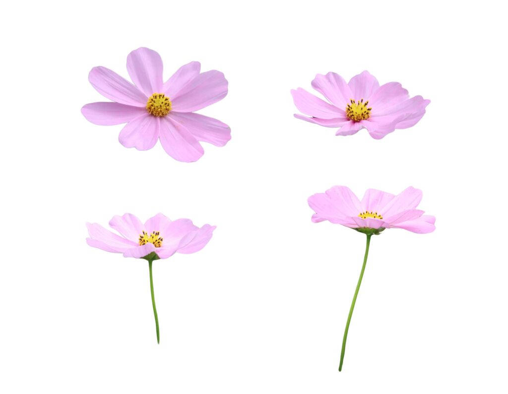 A cut-out of a cosmos flower on a white background with clipping paths. Stock Free