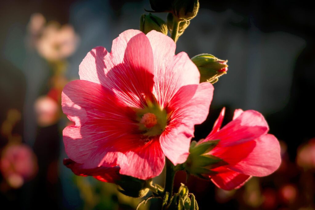 Beautiful pink hollyhock Althaea rosea flower blooming in summer garden Stock Free