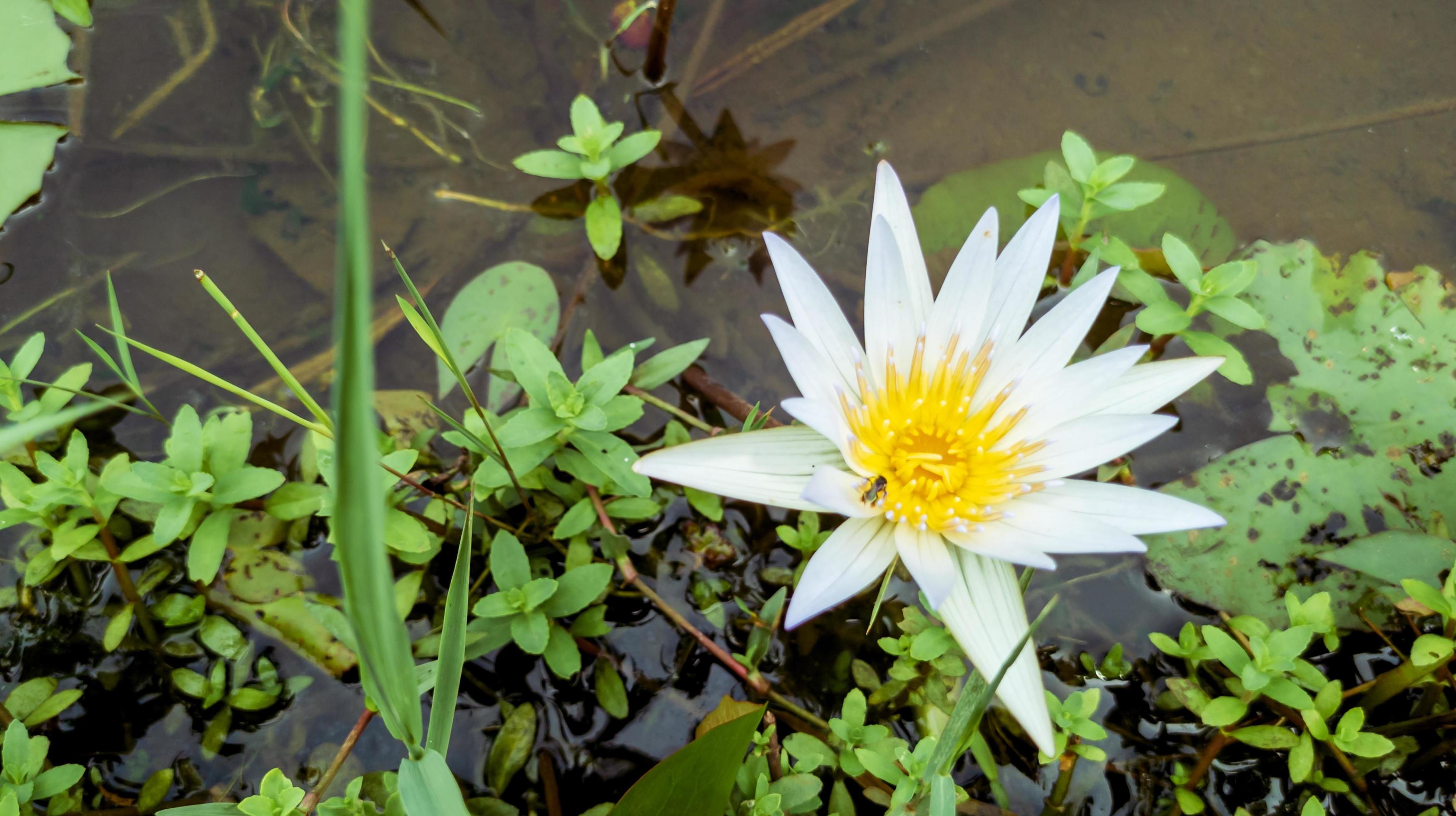 beautiful water lily flower in a lake Stock Free