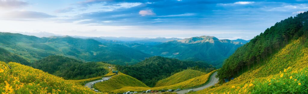 Flower field on the mountain Stock Free