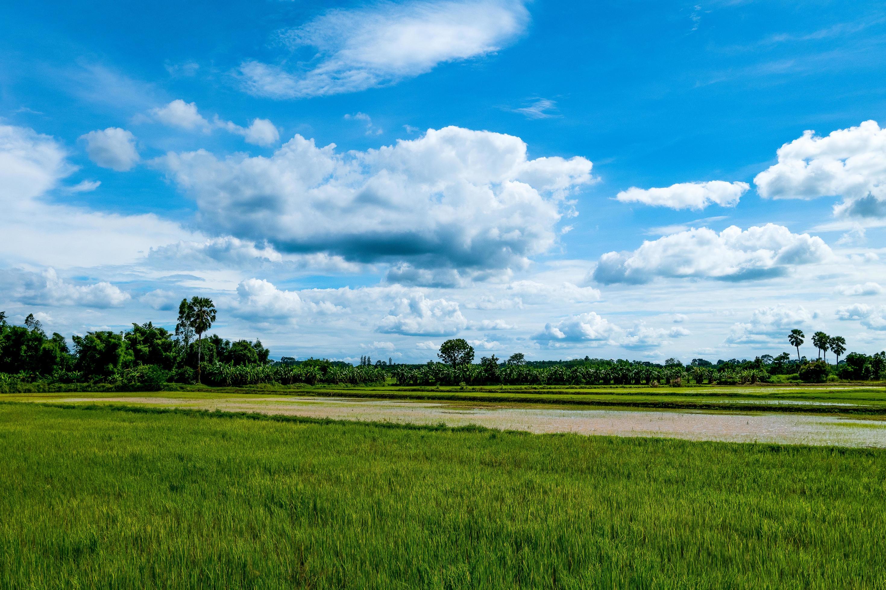 Blue sky and clouds and fields with trees, Nature landscape background in rainy season Stock Free