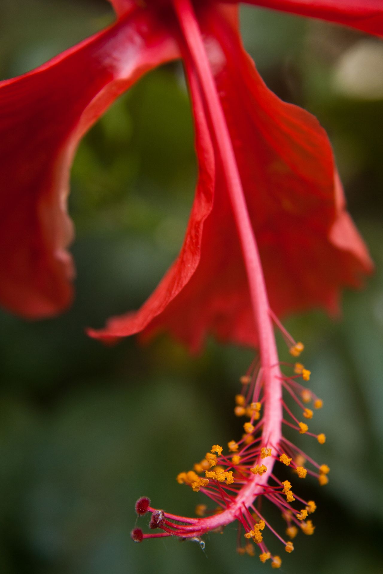 Hibiscus Petals Stock Free