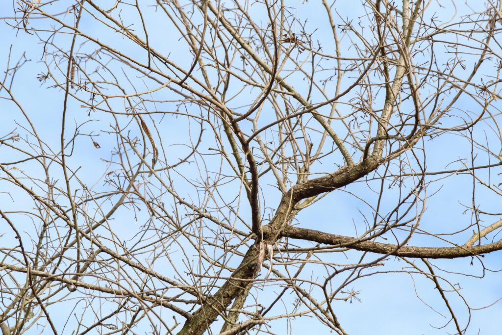 Tree branches and twigs, cloudy sky background Stock Free