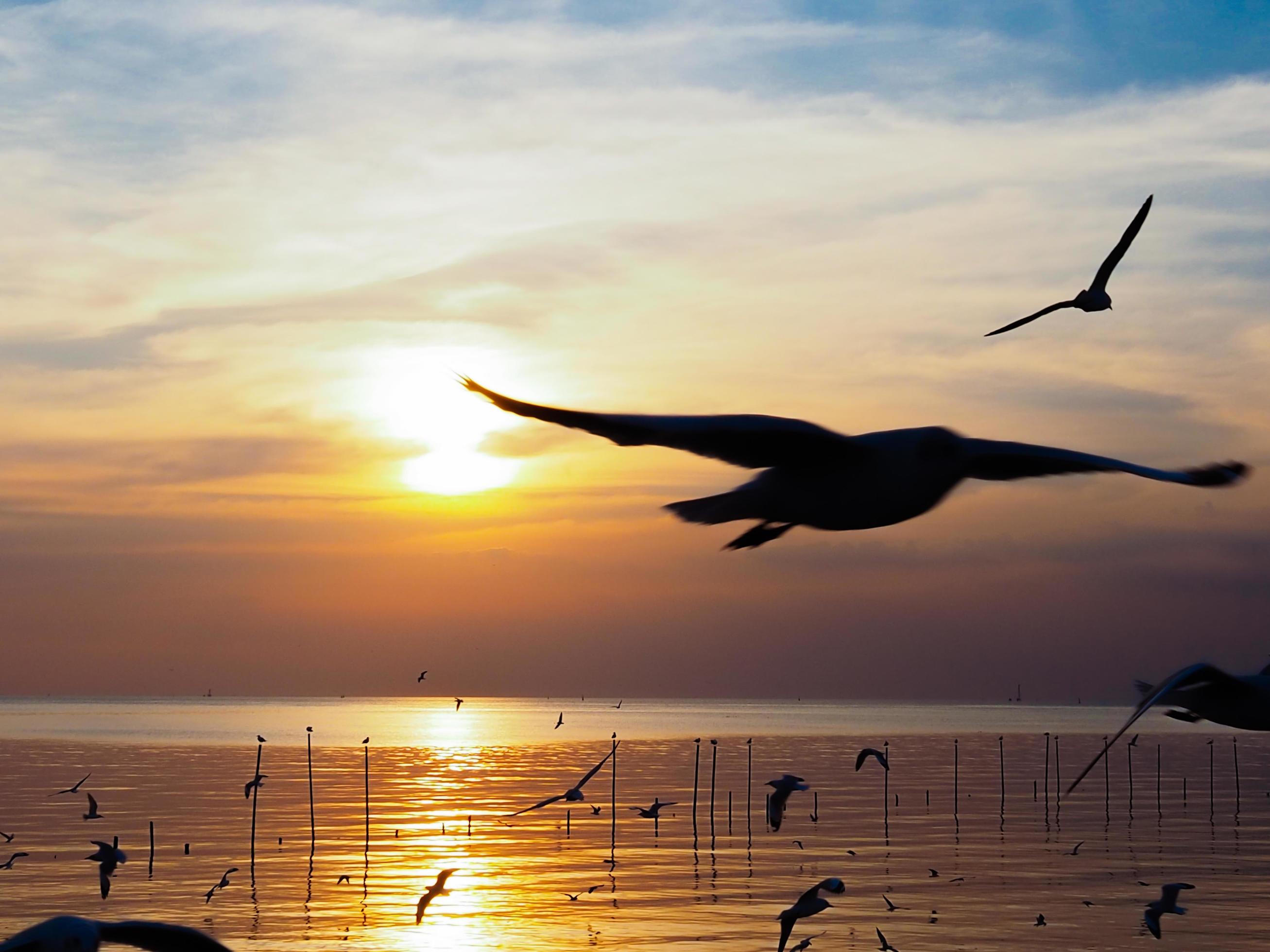 Flock of birds flies above the sea surface. Bird flying back to nest in natural sea and golden sky background during beautiful sunset. Stock Free