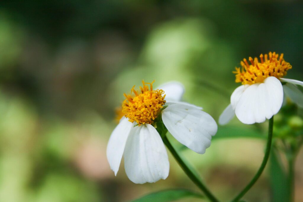 Grass and the flower, white flower on outside. Stock Free