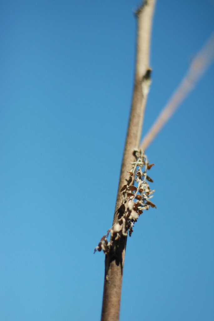 Dry leaf brunch with sunlight in nature park and forest with blue sky Stock Free