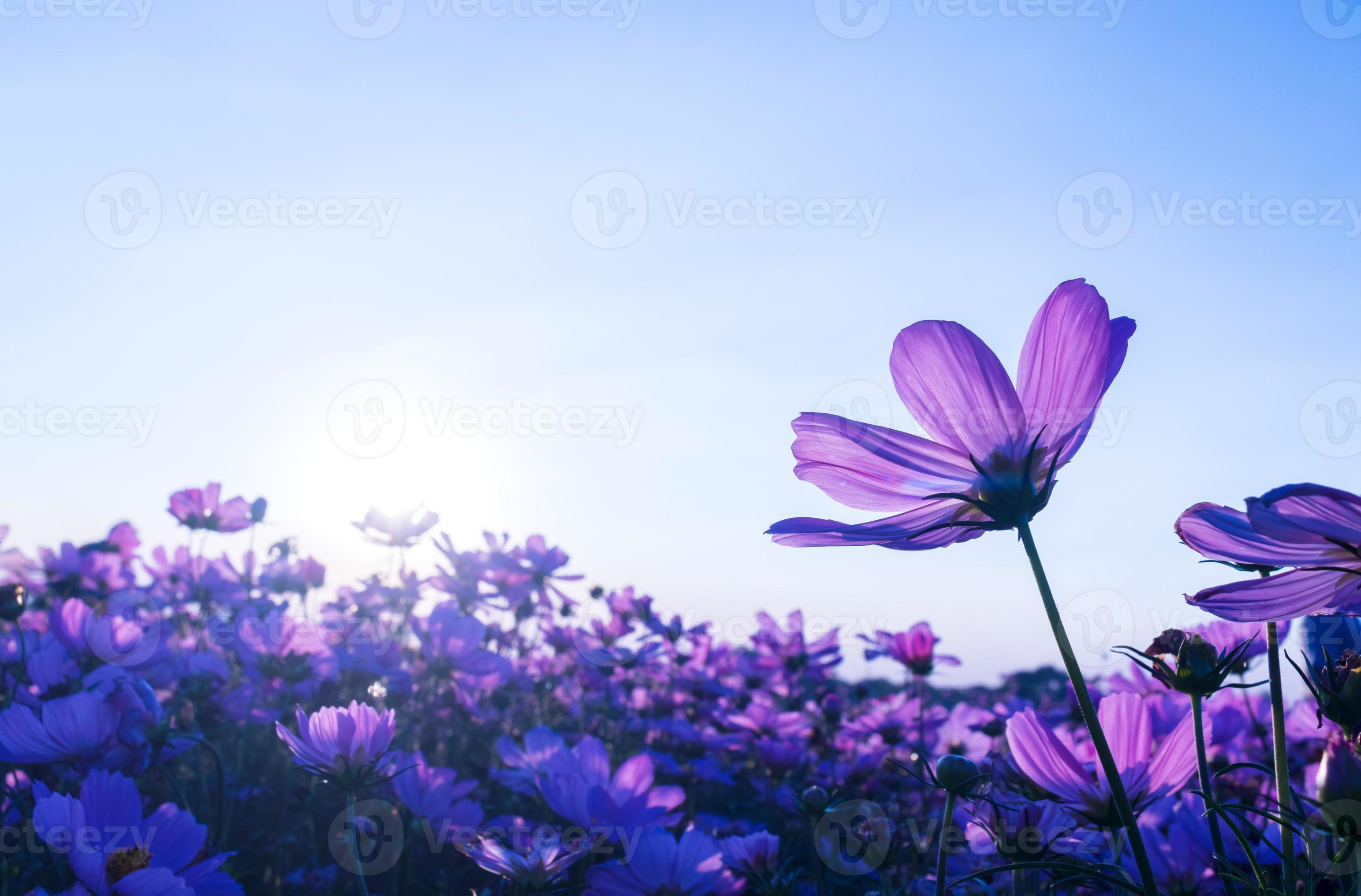 Purple cosmos flowers in the garden Stock Free