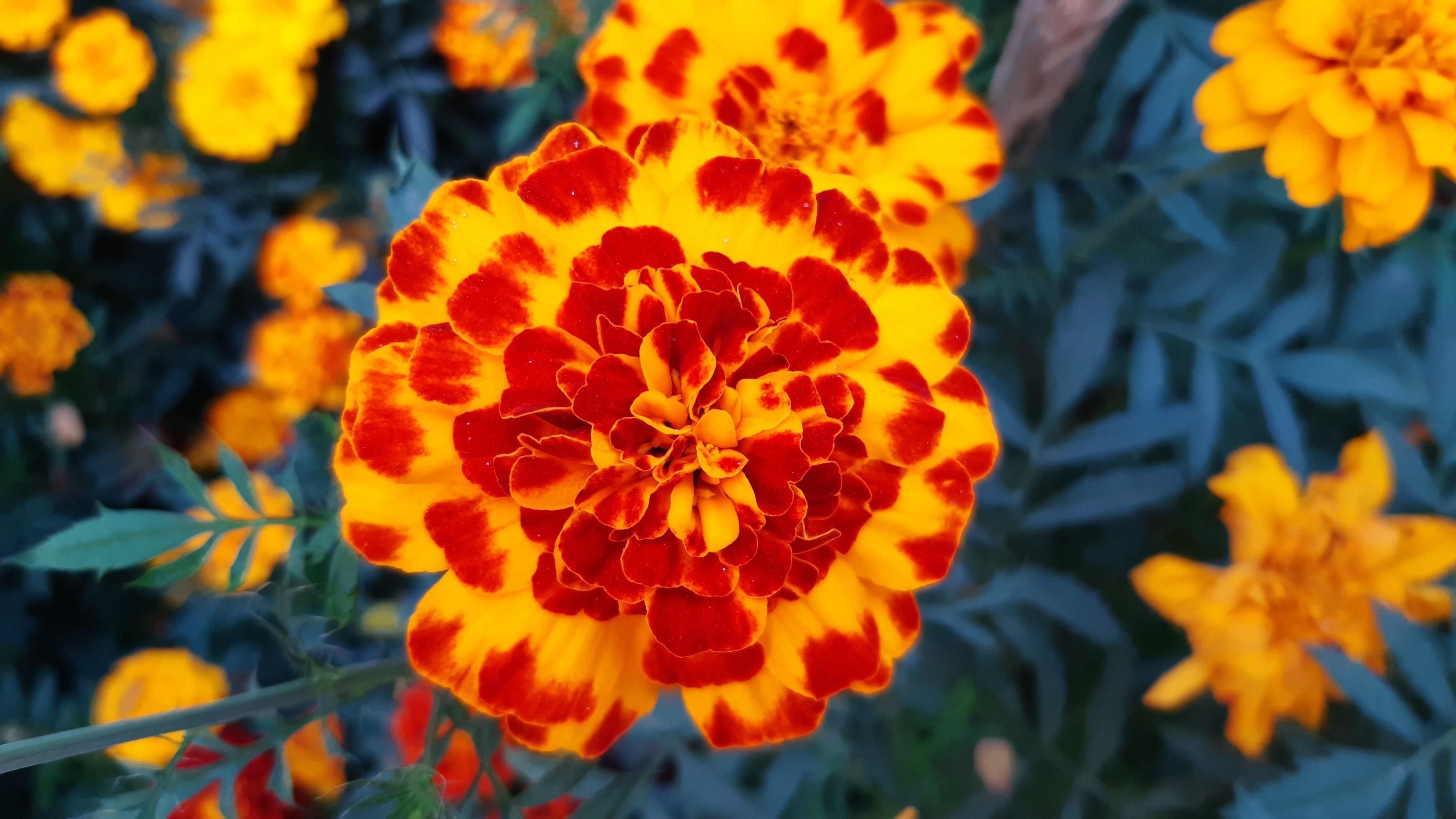 Tagetes erecta, the Aztec marigold, blooming flower in the garden. Stock Free