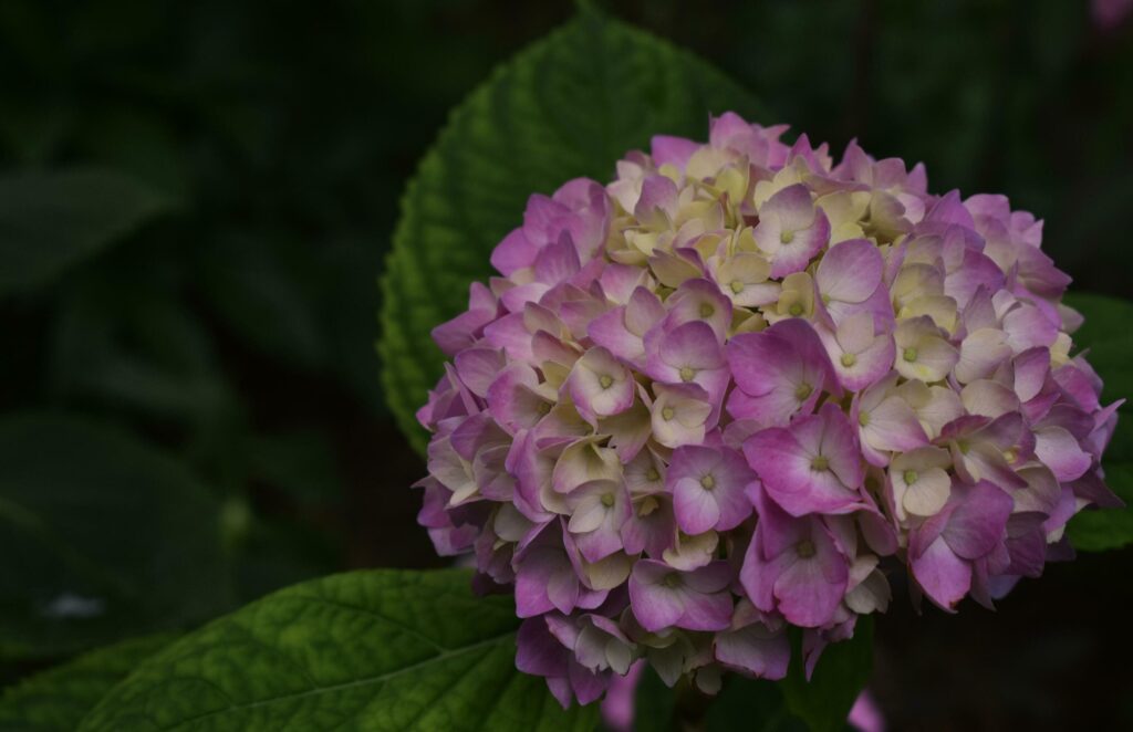 Blooming hydrangea, red and white flowers on a summer day Stock Free