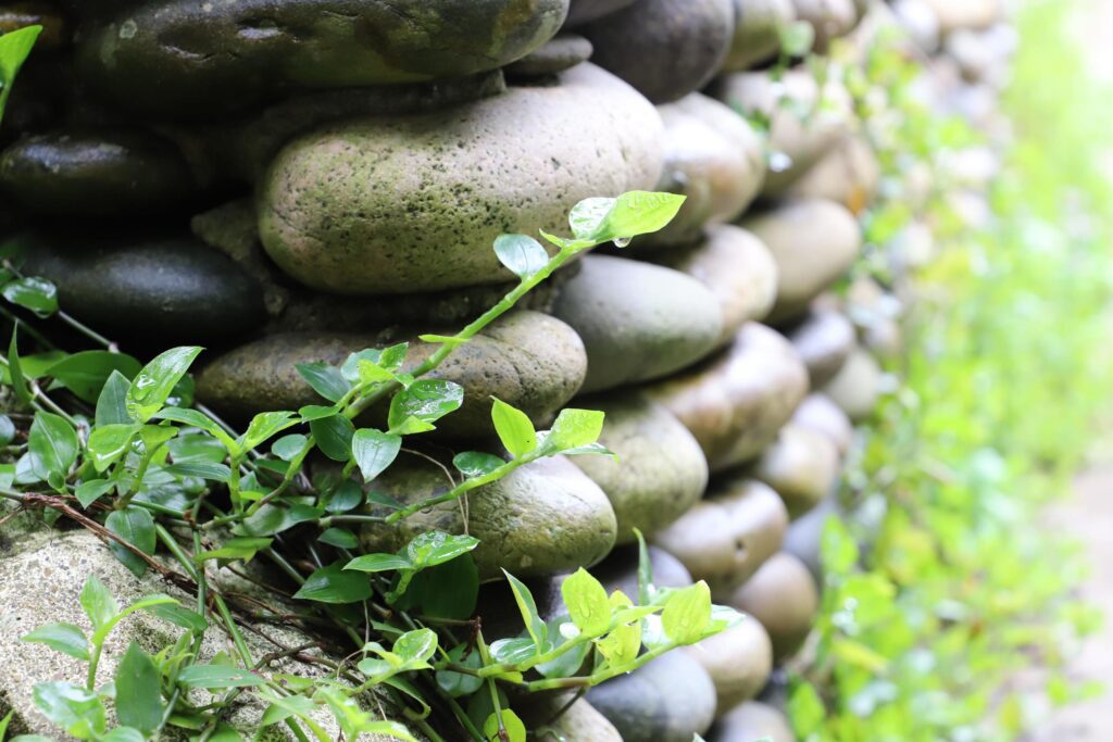 Handmade wall of the flat river stones in different shades of gray covered with green climbing plants in early spring. Unfocused. Stock Free