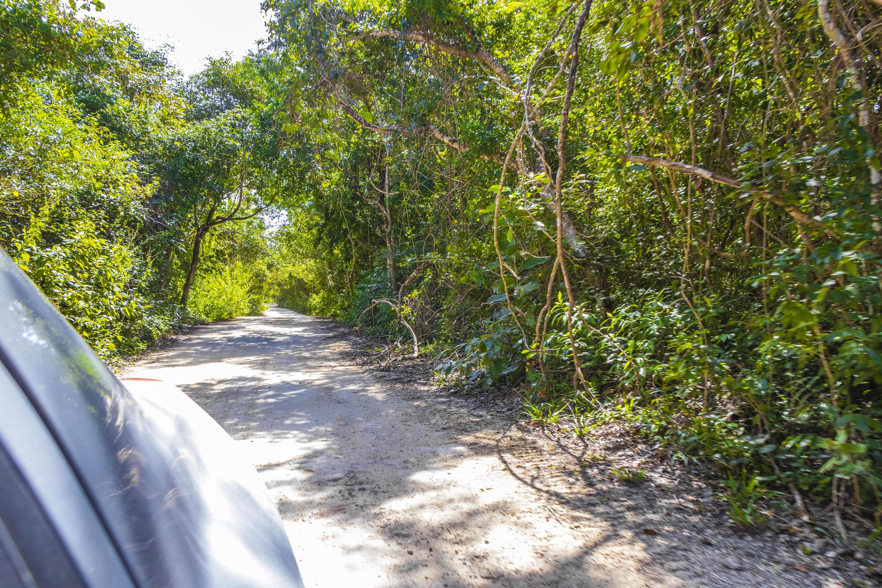 Driving on gravel path road in Tulum jungle nature Mexico. Stock Free