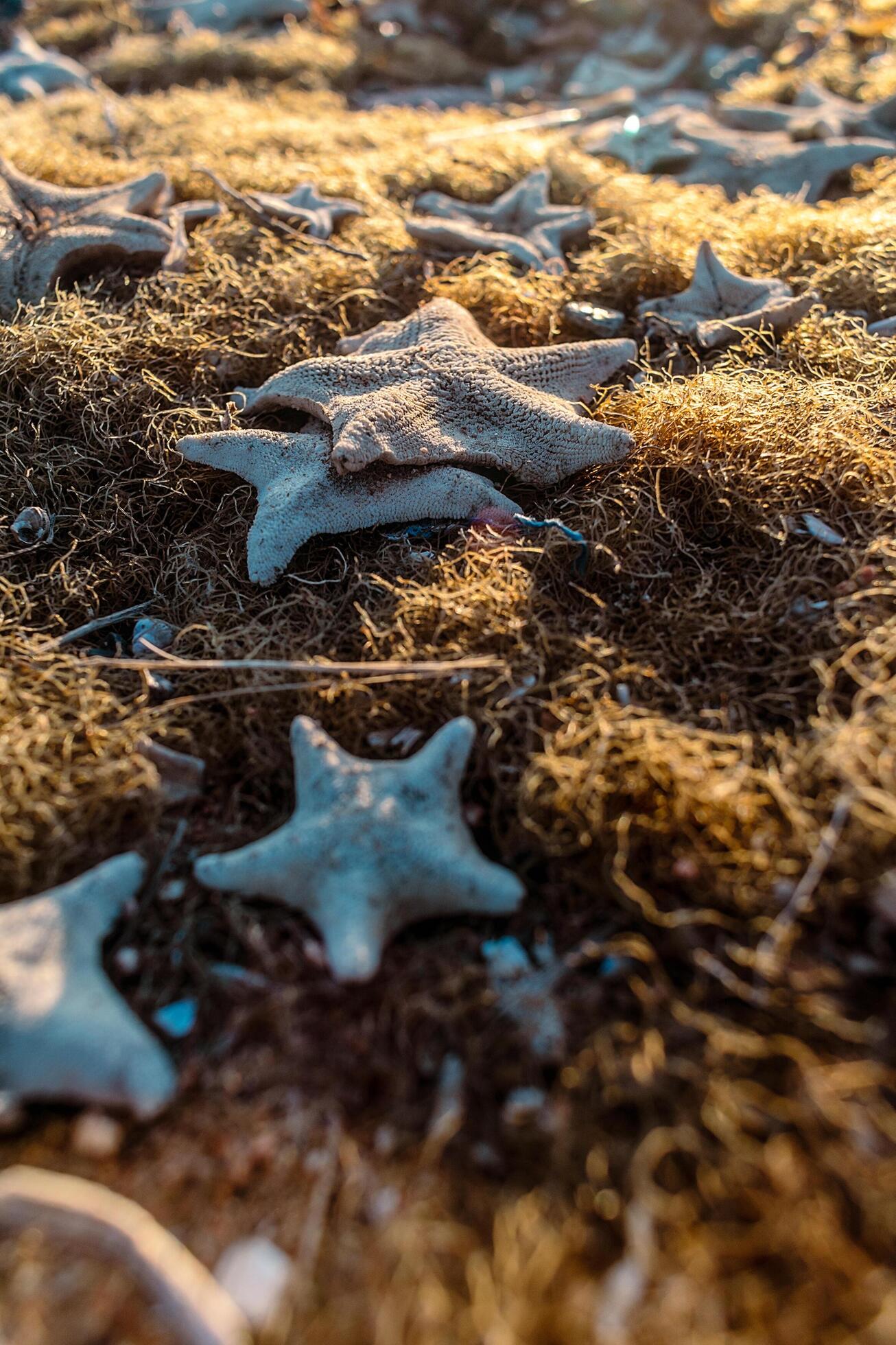 Background of seaweed and starfish on the sandy shore. Background of many starfish on the beach. Stock Free