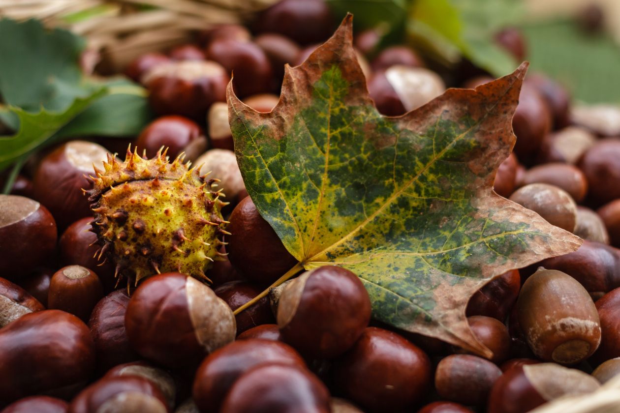 Fruits on Field during Autumn Stock Free