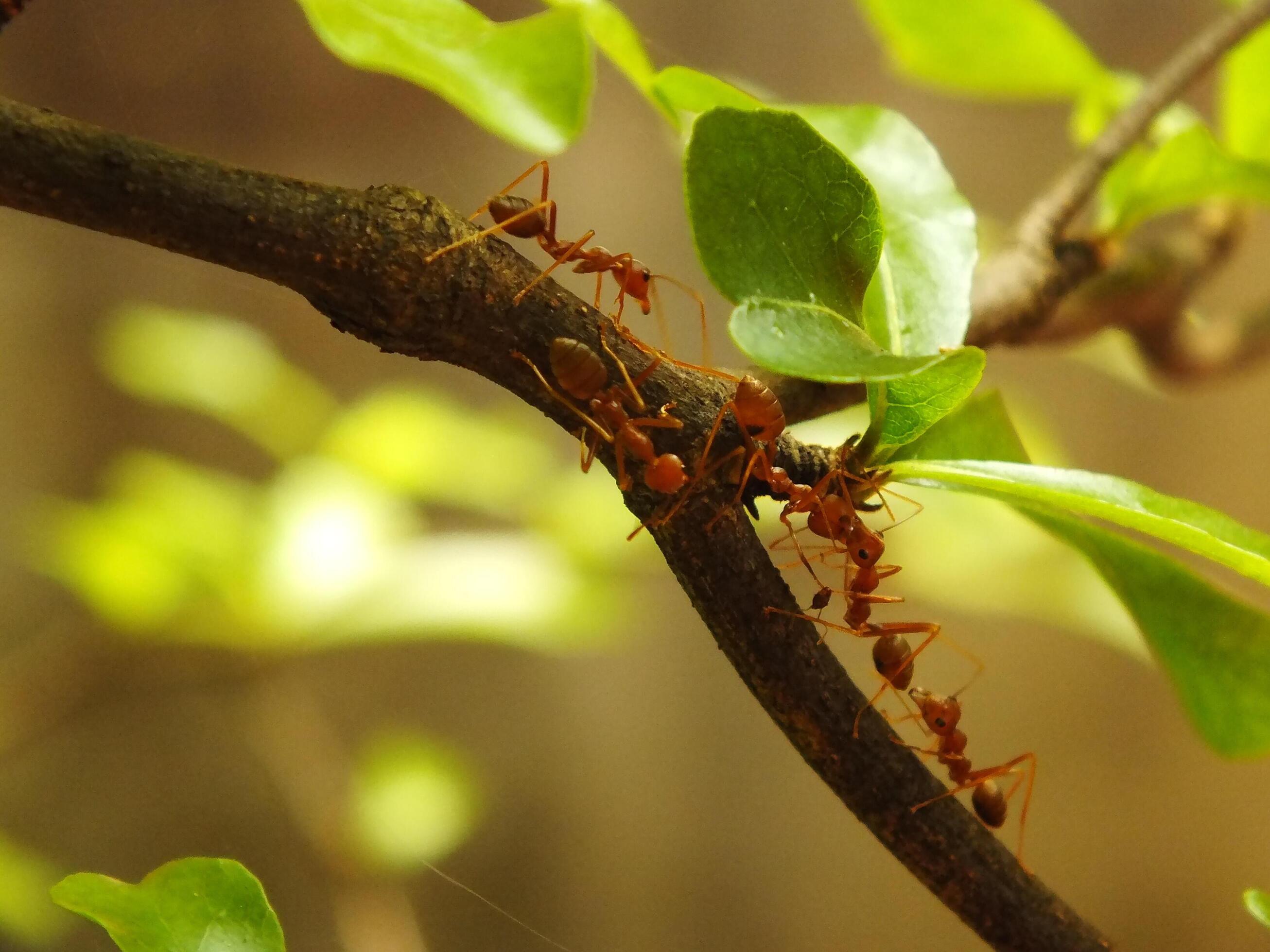 Selective focus of a red weaver ants colony walking on tree branch with nature background Stock Free