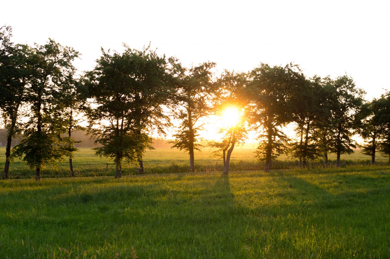 Sunset through the trees Stock Free