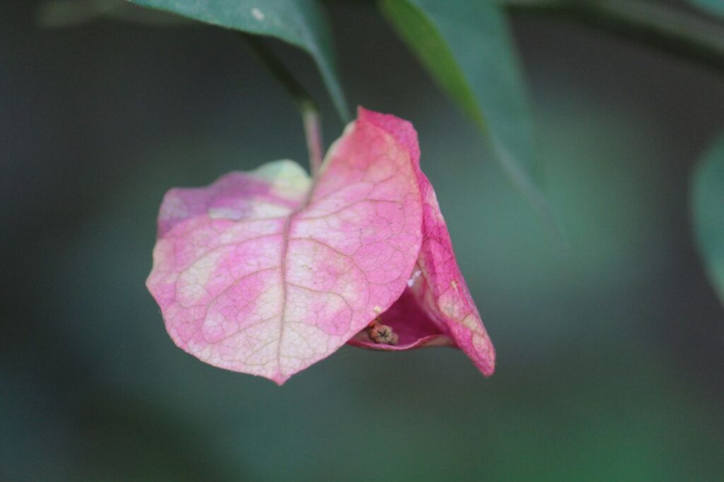 Pink Leaf Flower Stock Free