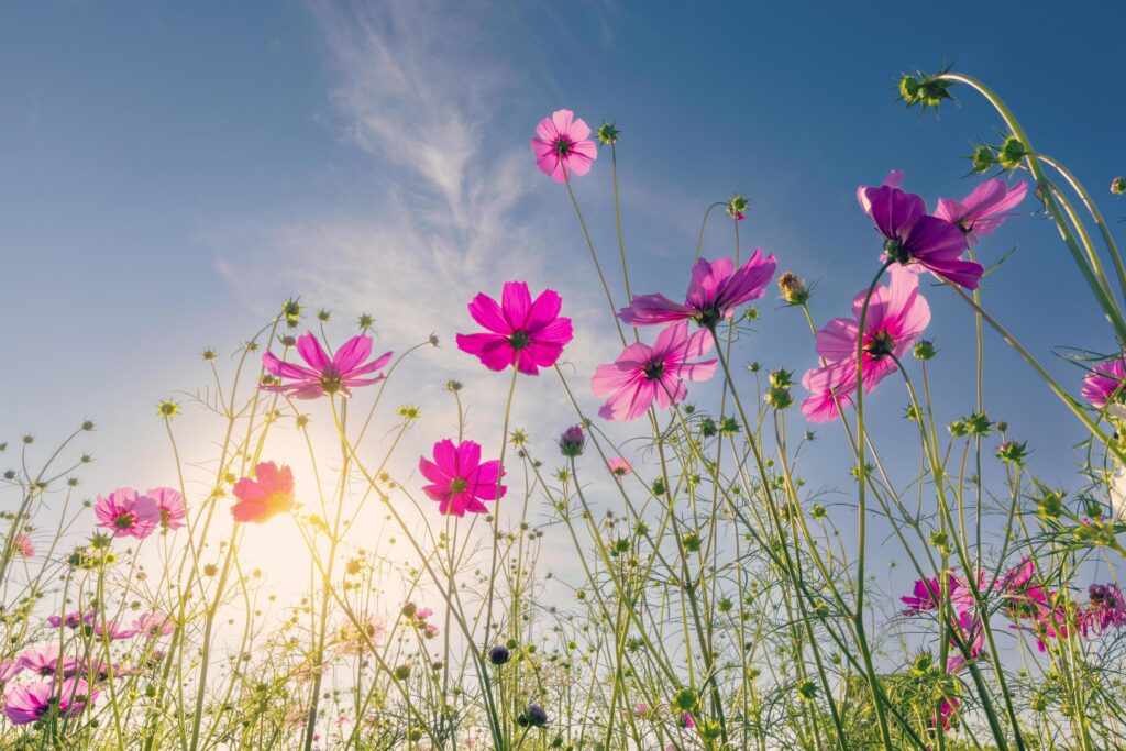 Natural view cosmos filed and sunset on garden background Stock Free